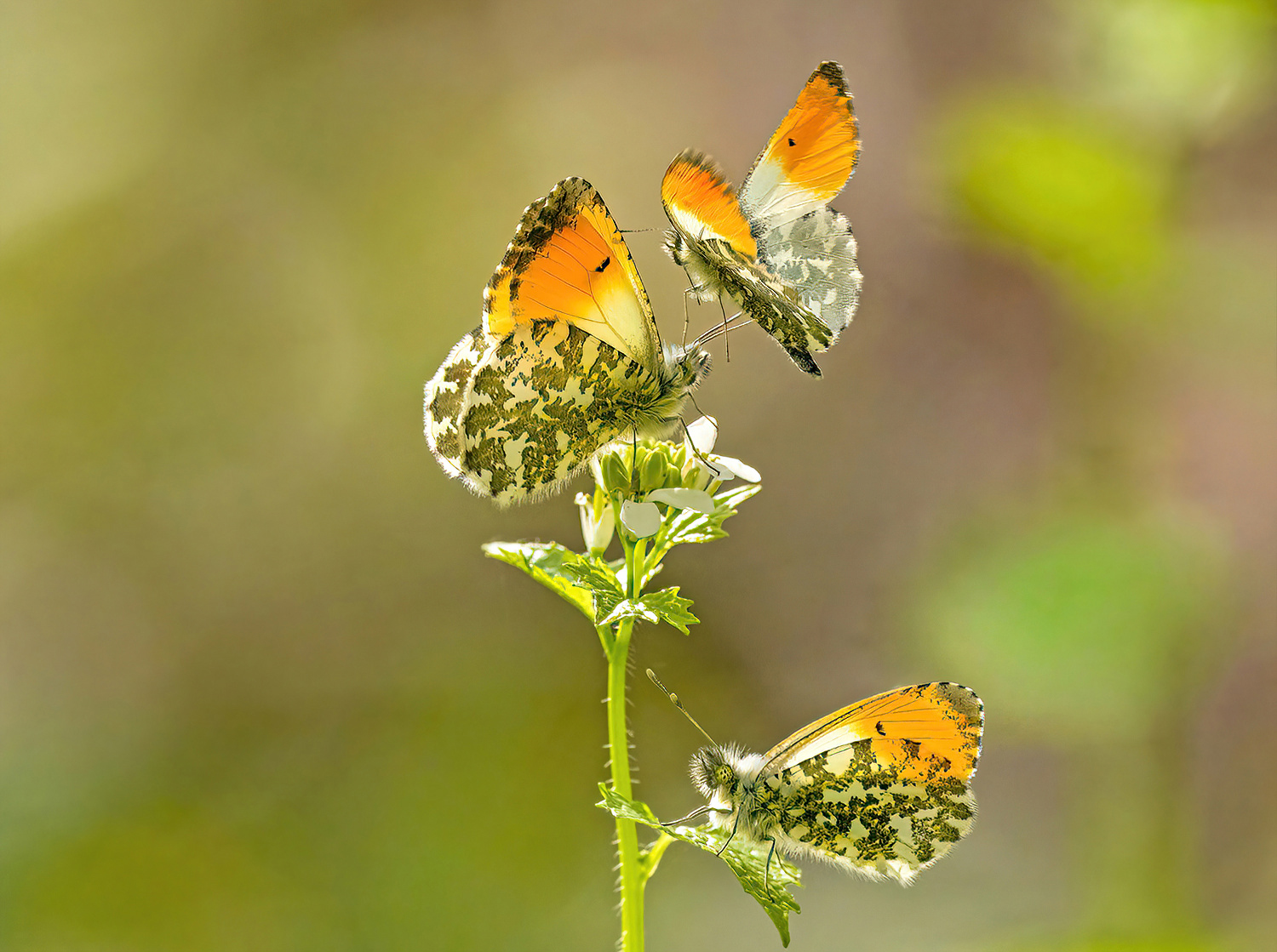 Aurora Trio