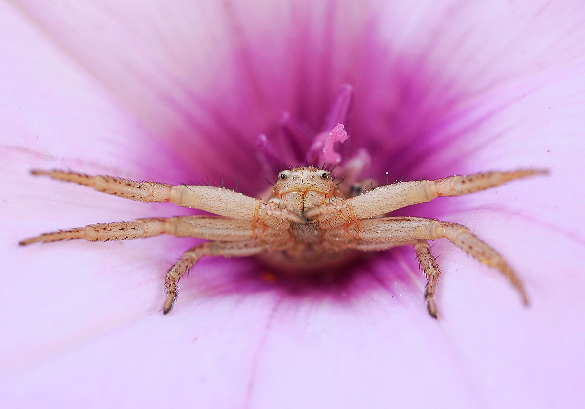 Veränderliche Krabbenspinne (Misumena vatia)