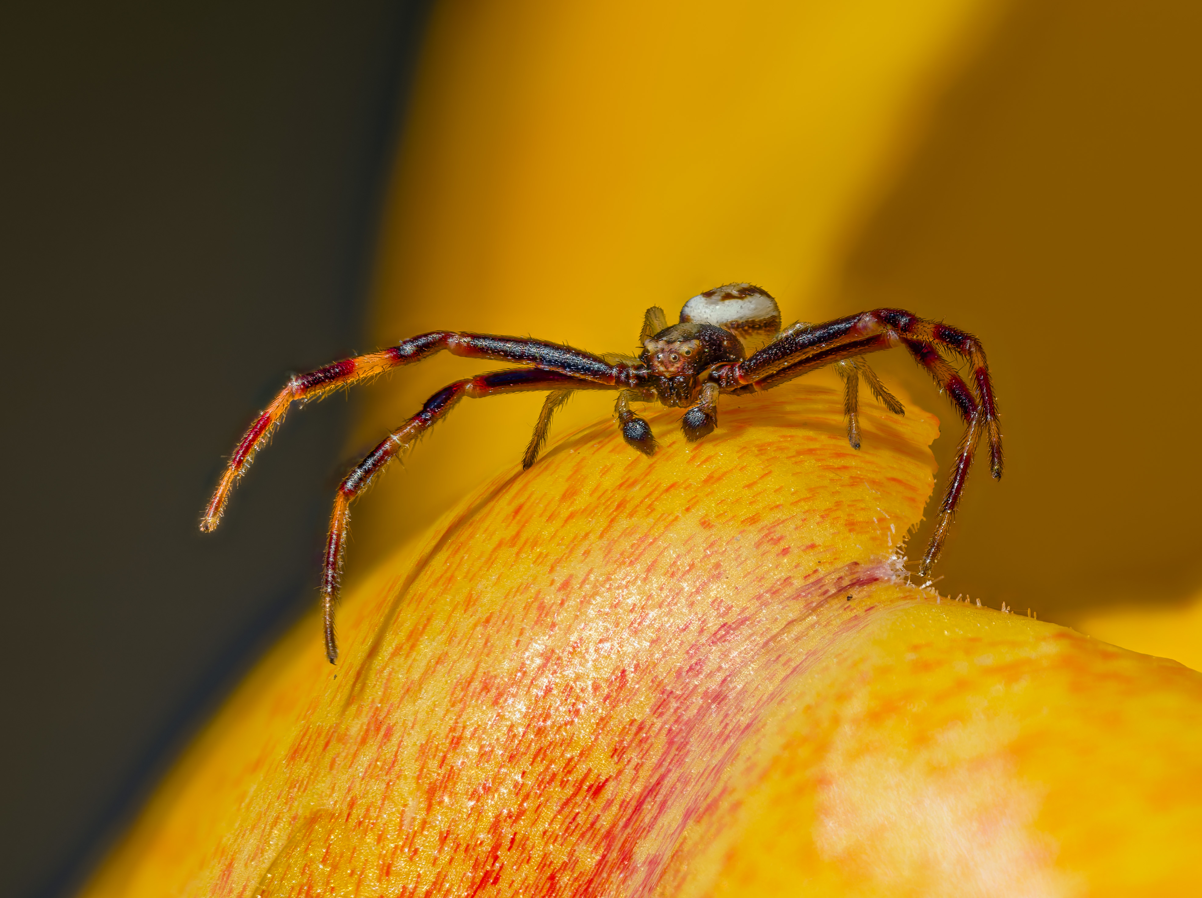 Nun auch der Partner der veränderlichen Krabbenspinne