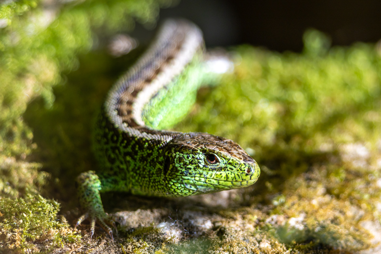 Close-up