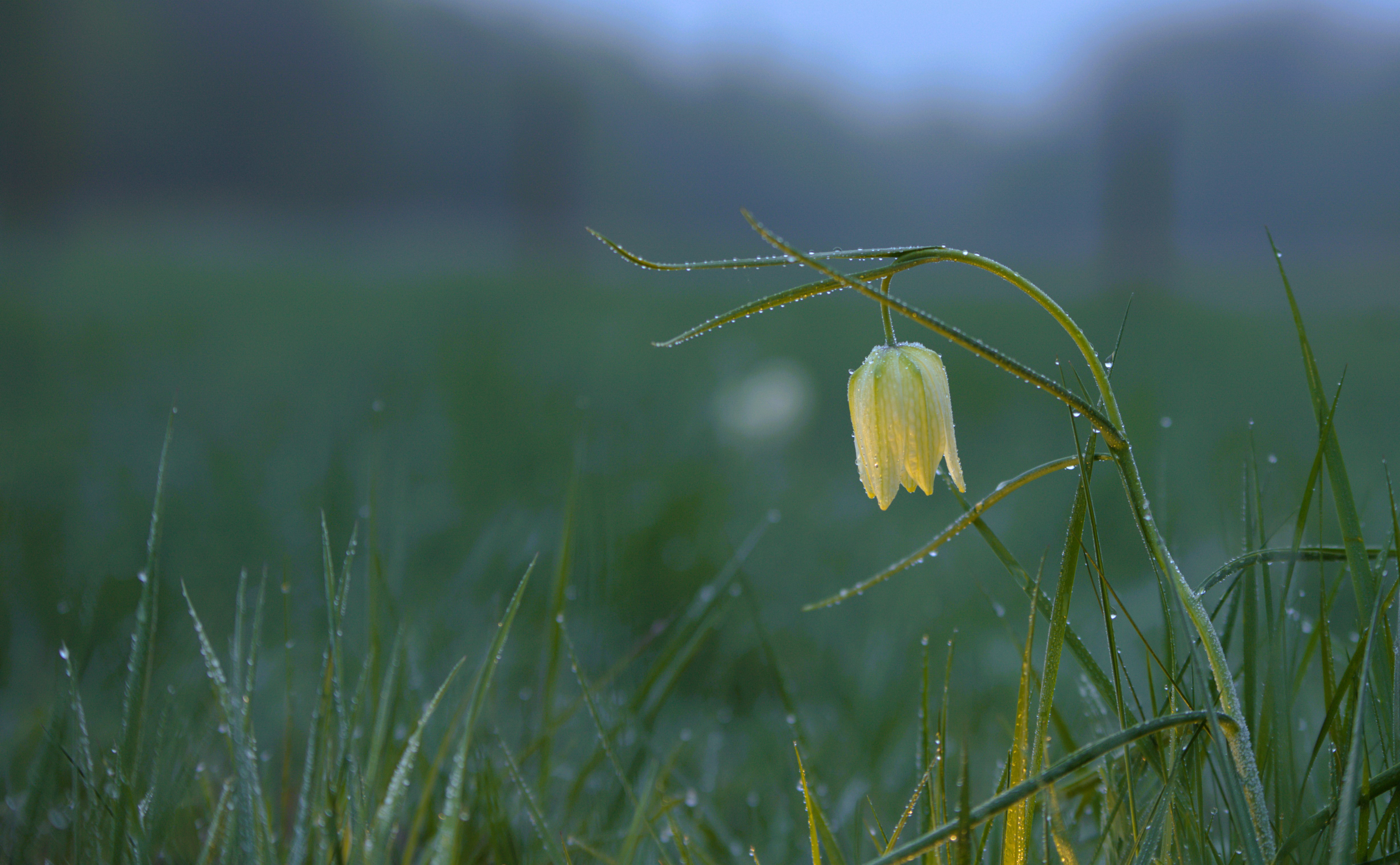 Frostiger Aprilmorgen.....