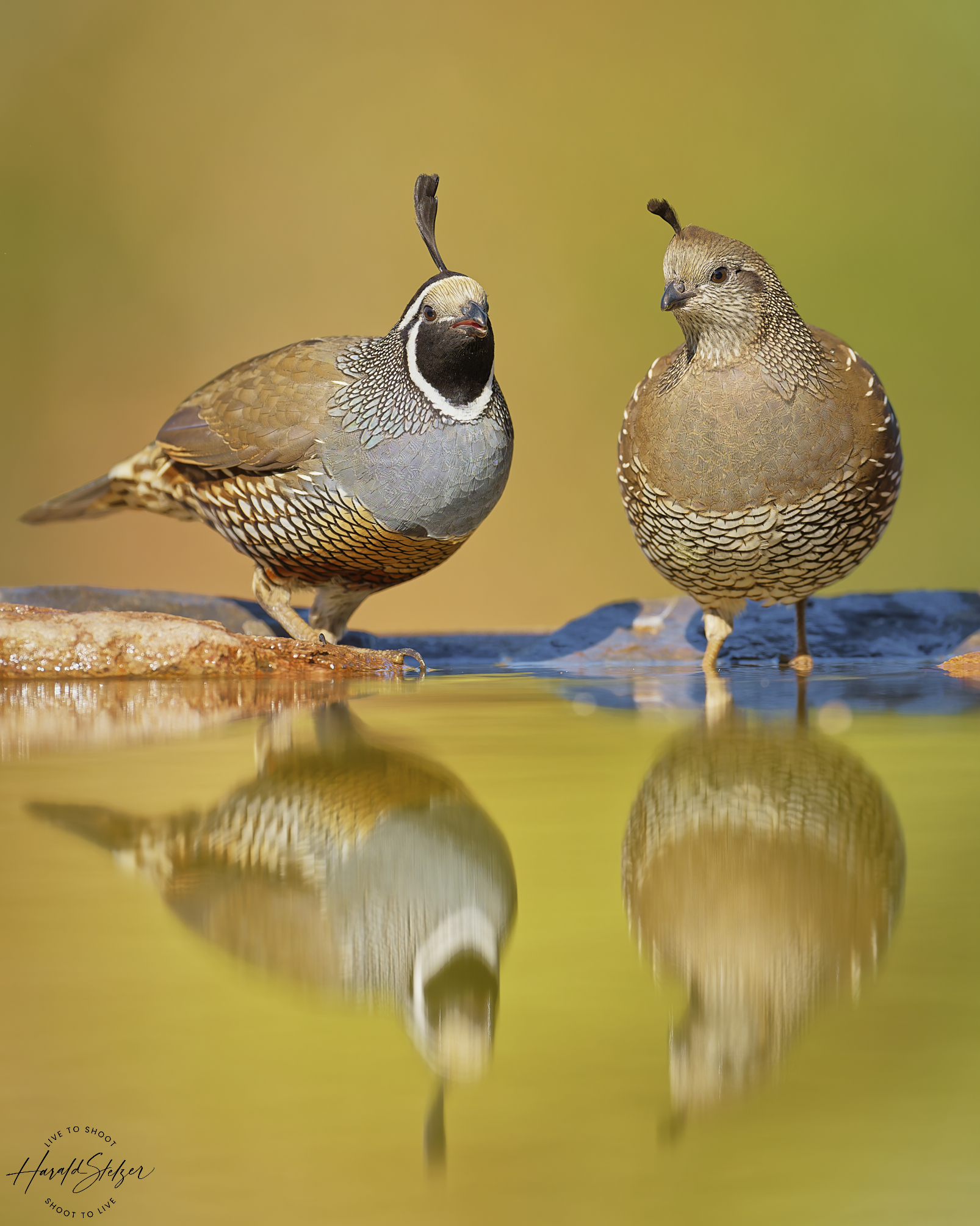 Herr und Frau Schopfwachtel geben sich die Ehre