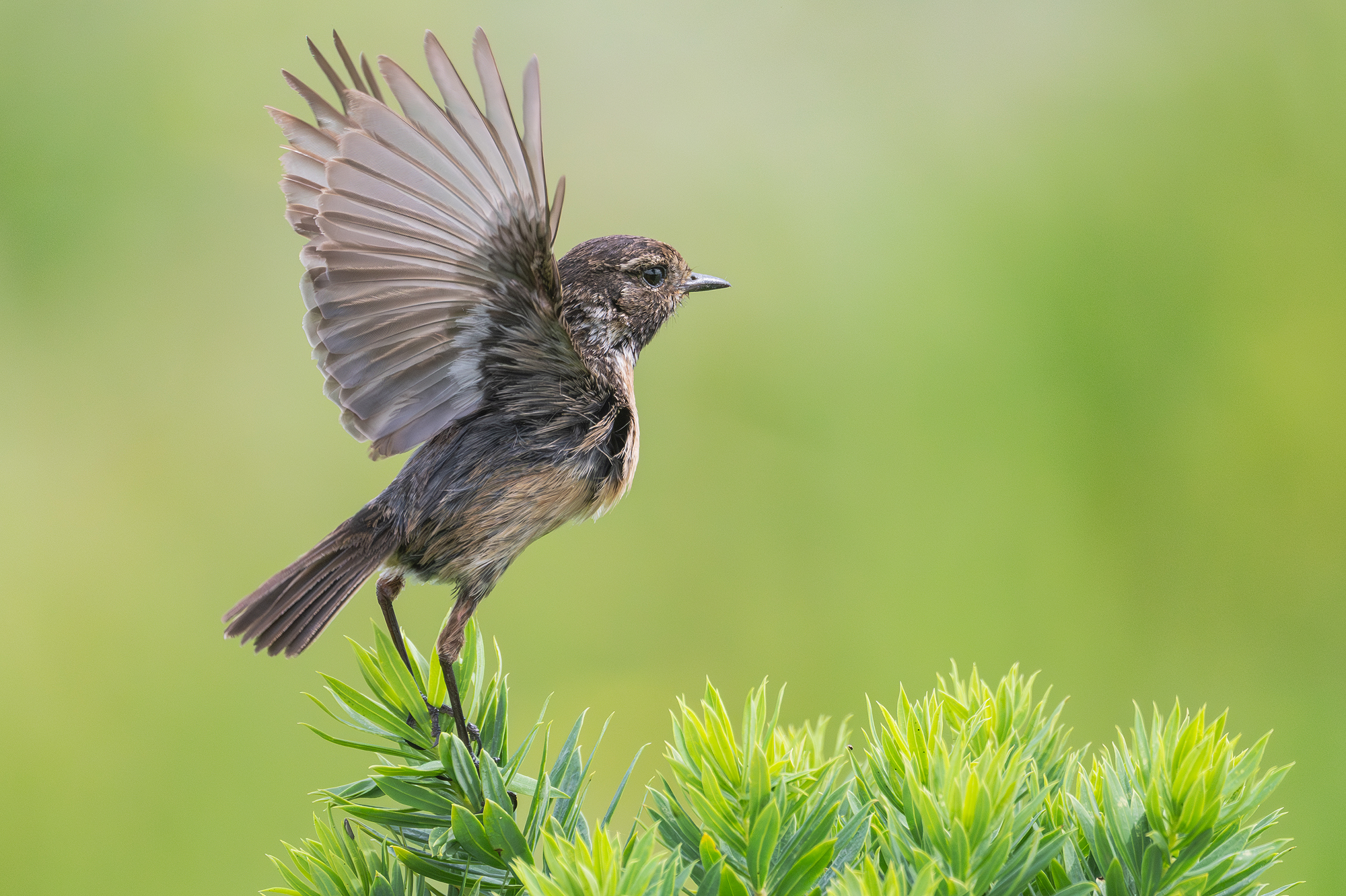 Take off
