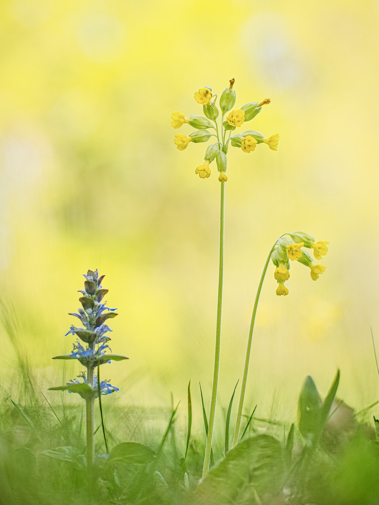 Schlüsselblume