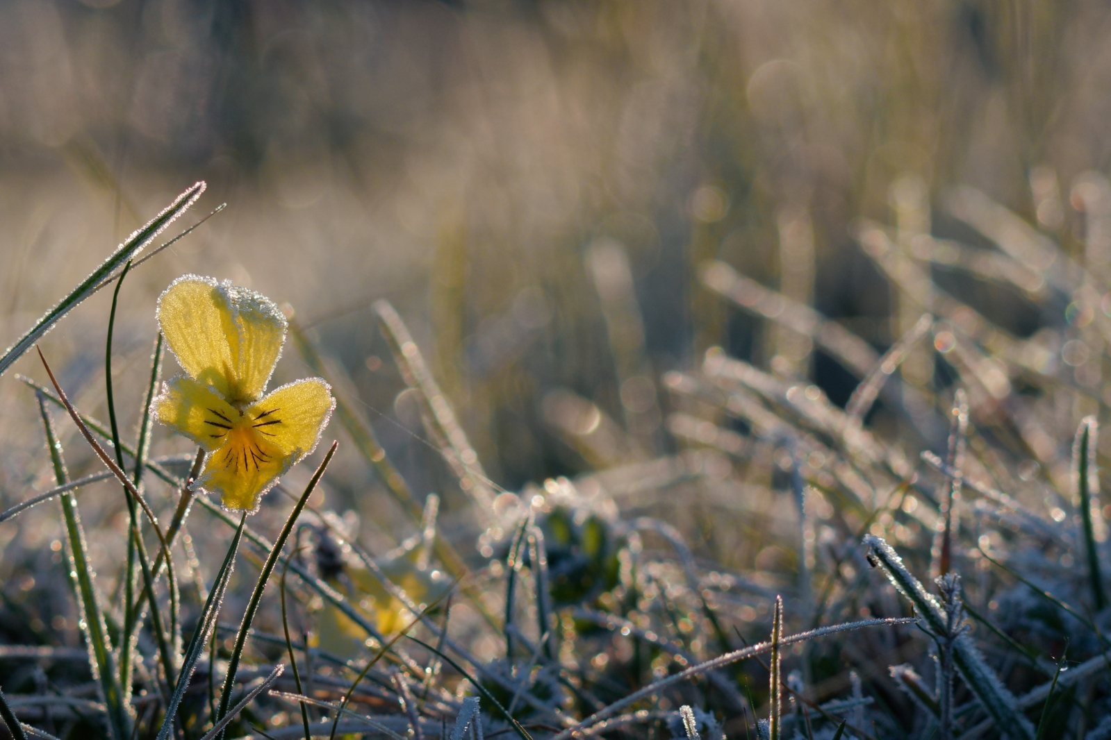 frostiges Galmeiveilchen