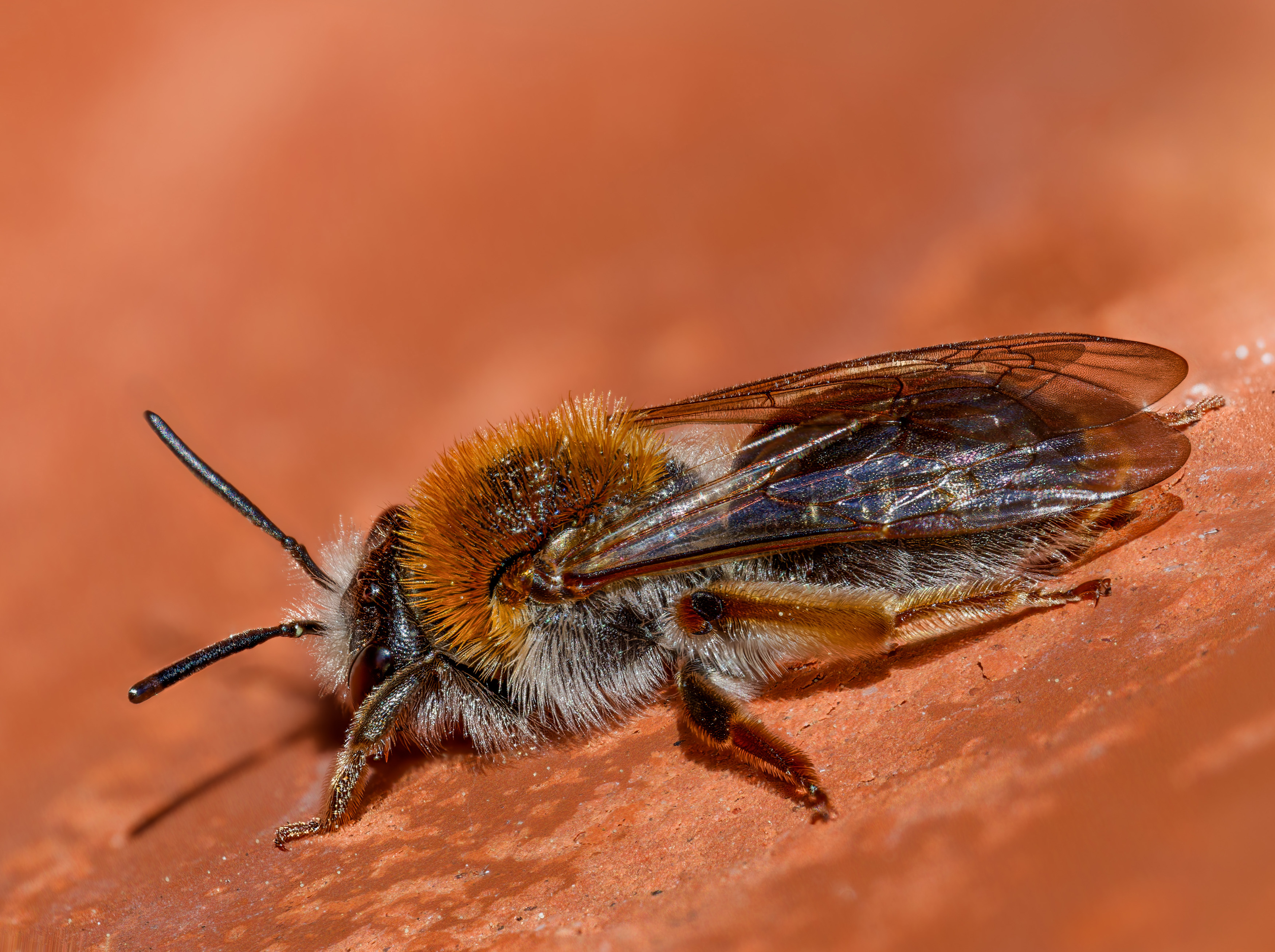 Rotschopfigen Sandbiene (Andrena haemorrhoa)