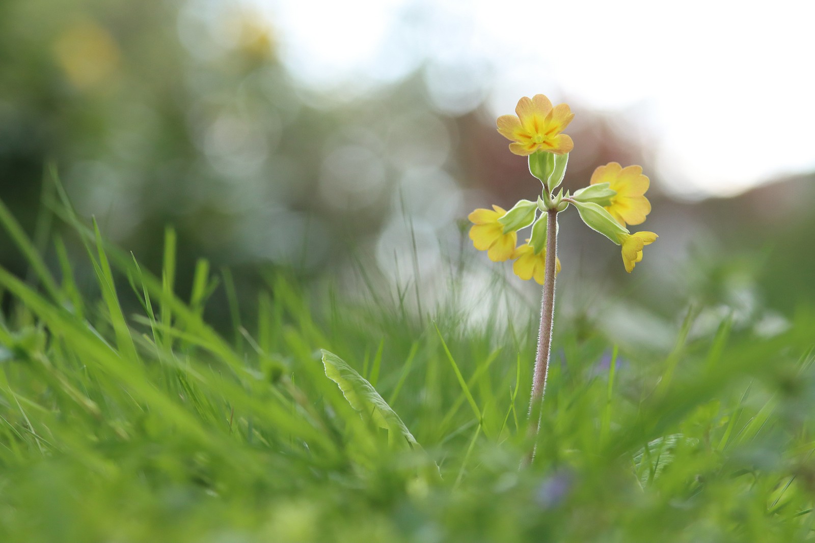 Schlüsselblume