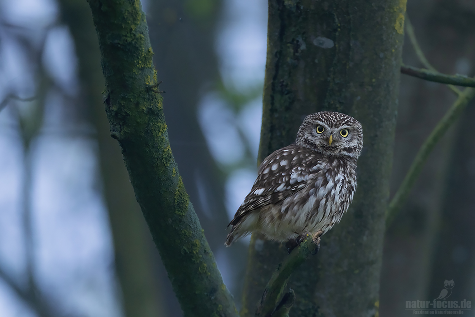 Steinkauz auf einem Ast