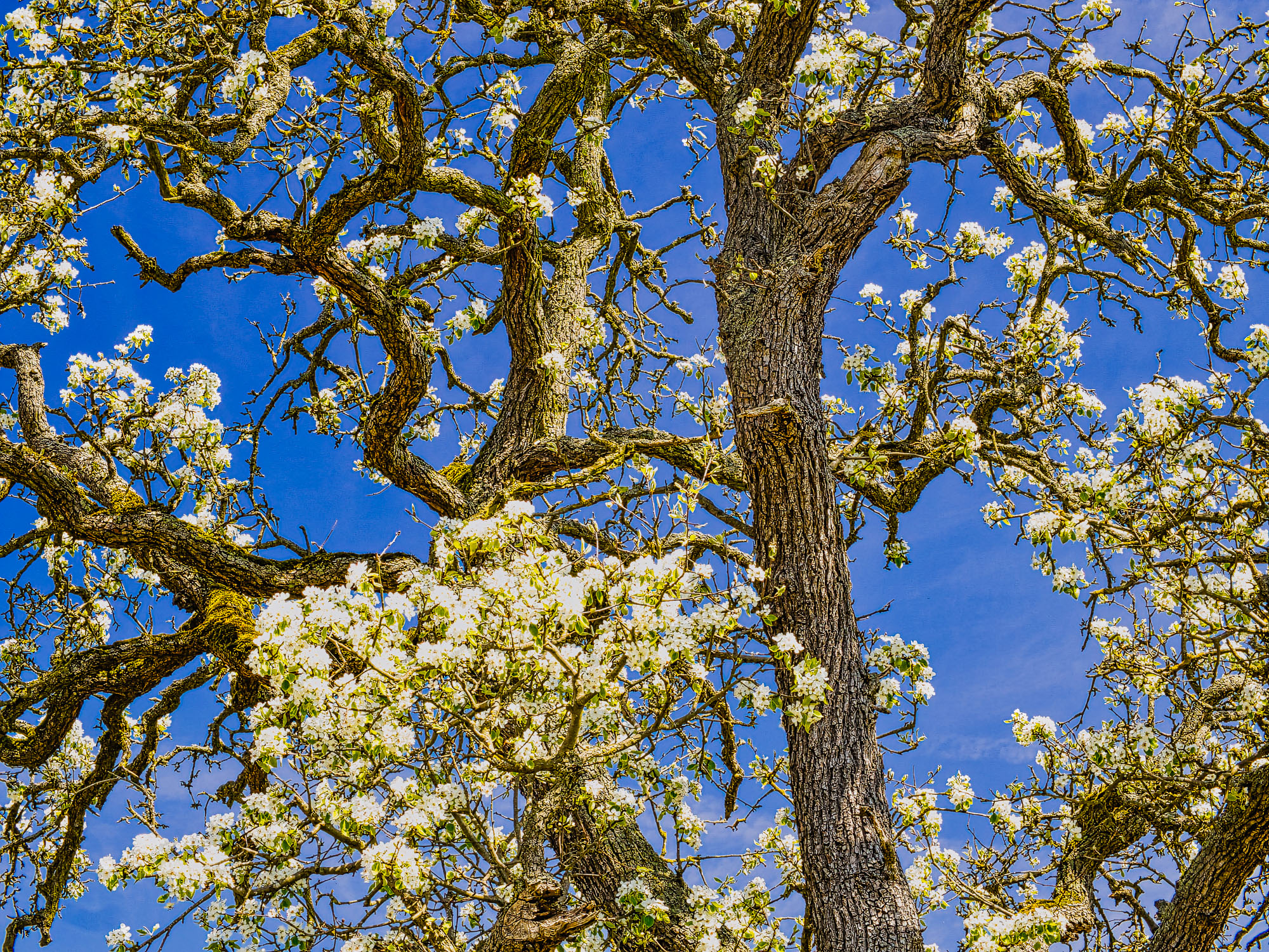 BAUM