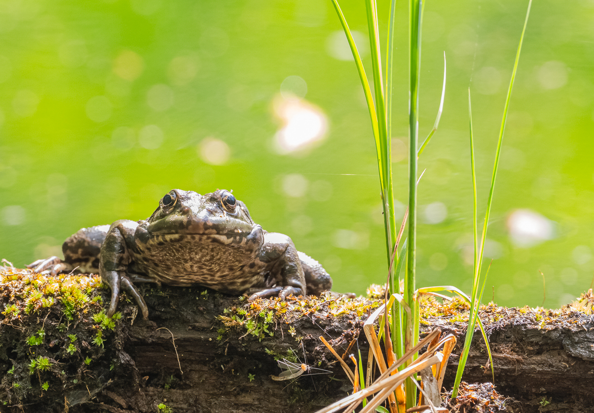 Frosch in der Au