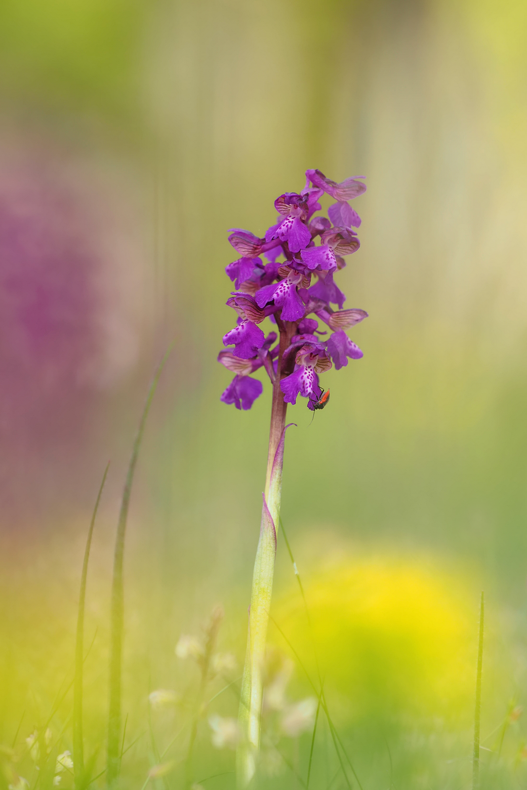 Knabenkraut mit kleinem Bewohner