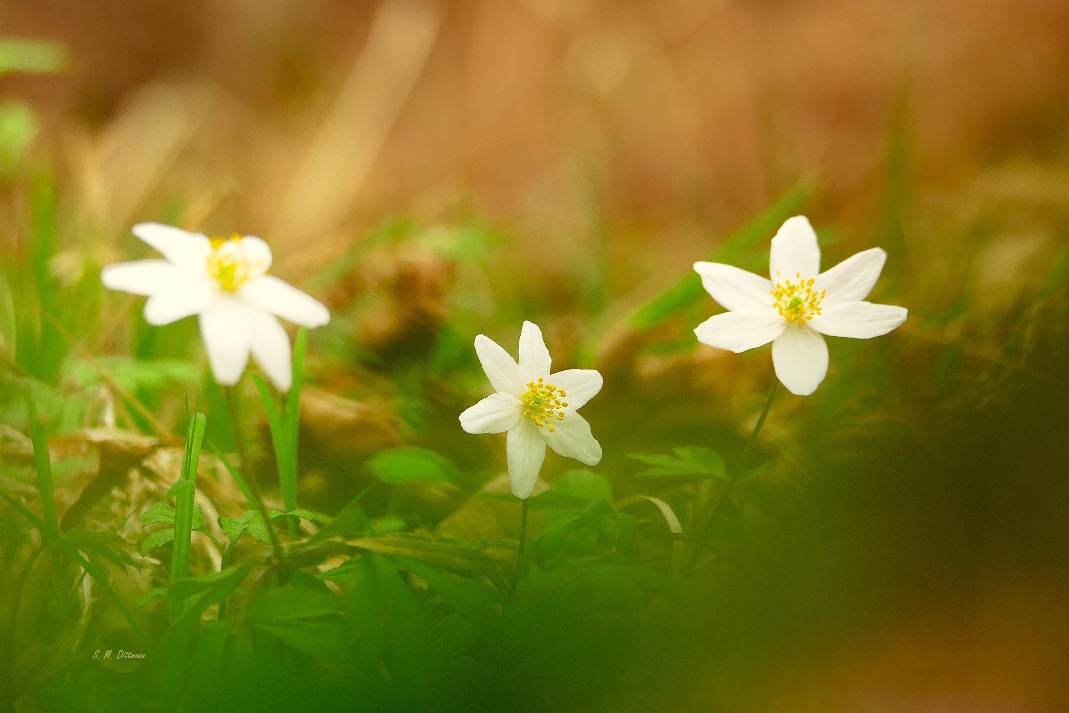 Drei auf einen Streich ......