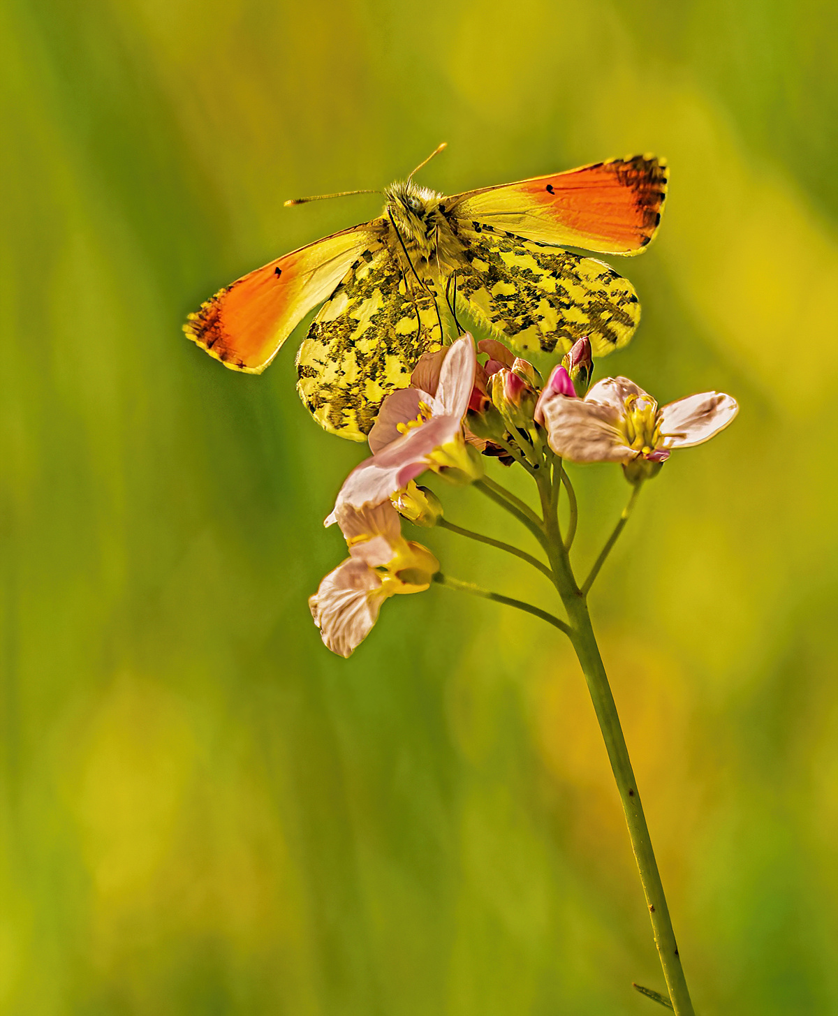 Überflieger