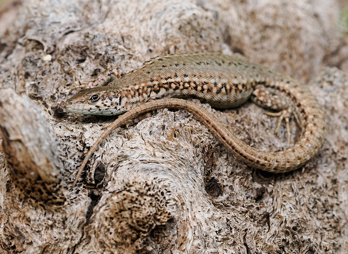 Eidechse wartet auf Sonne