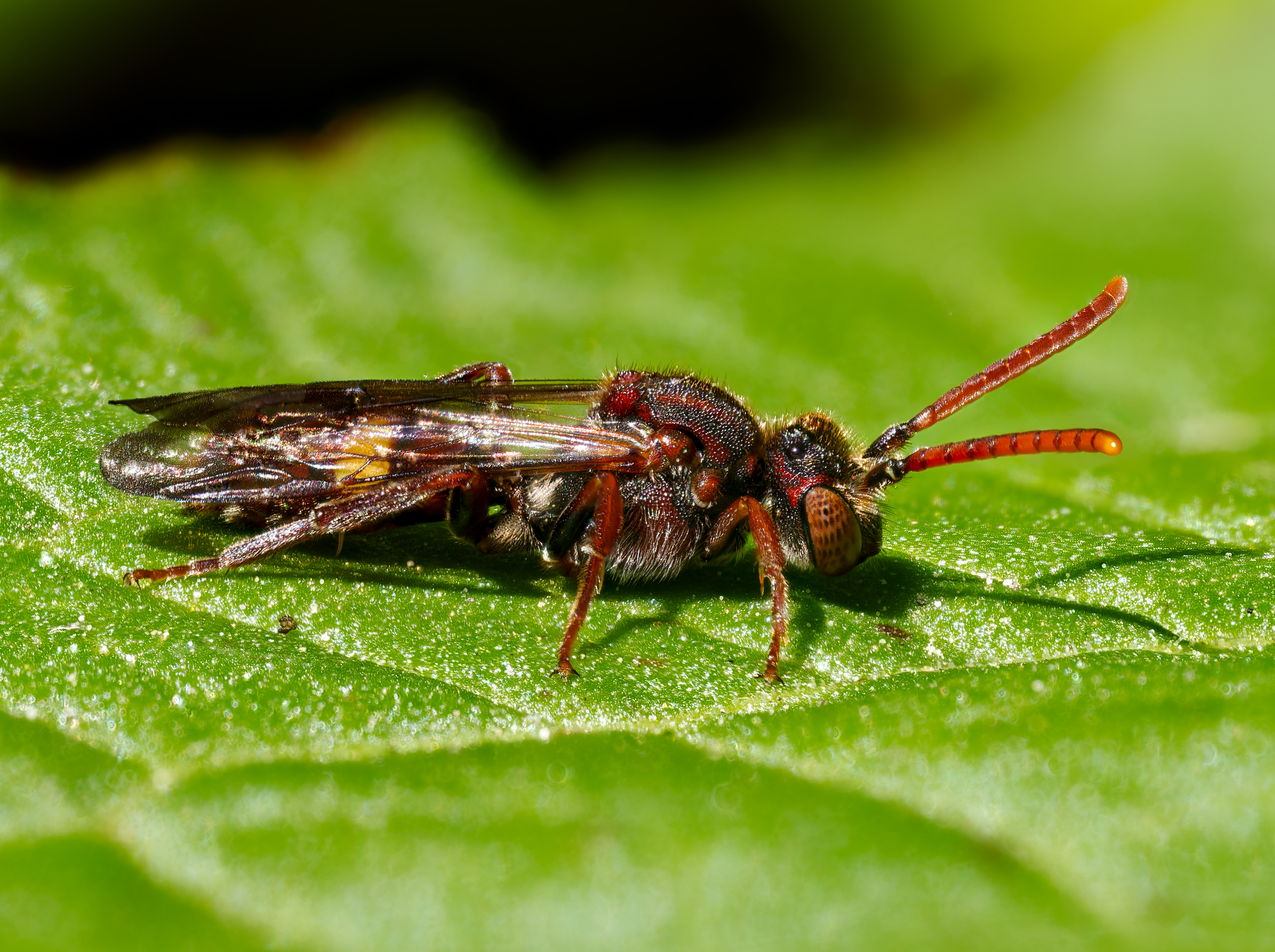 Weibliche Rotfühler-Wespenbiene (Nomada ruficornis)