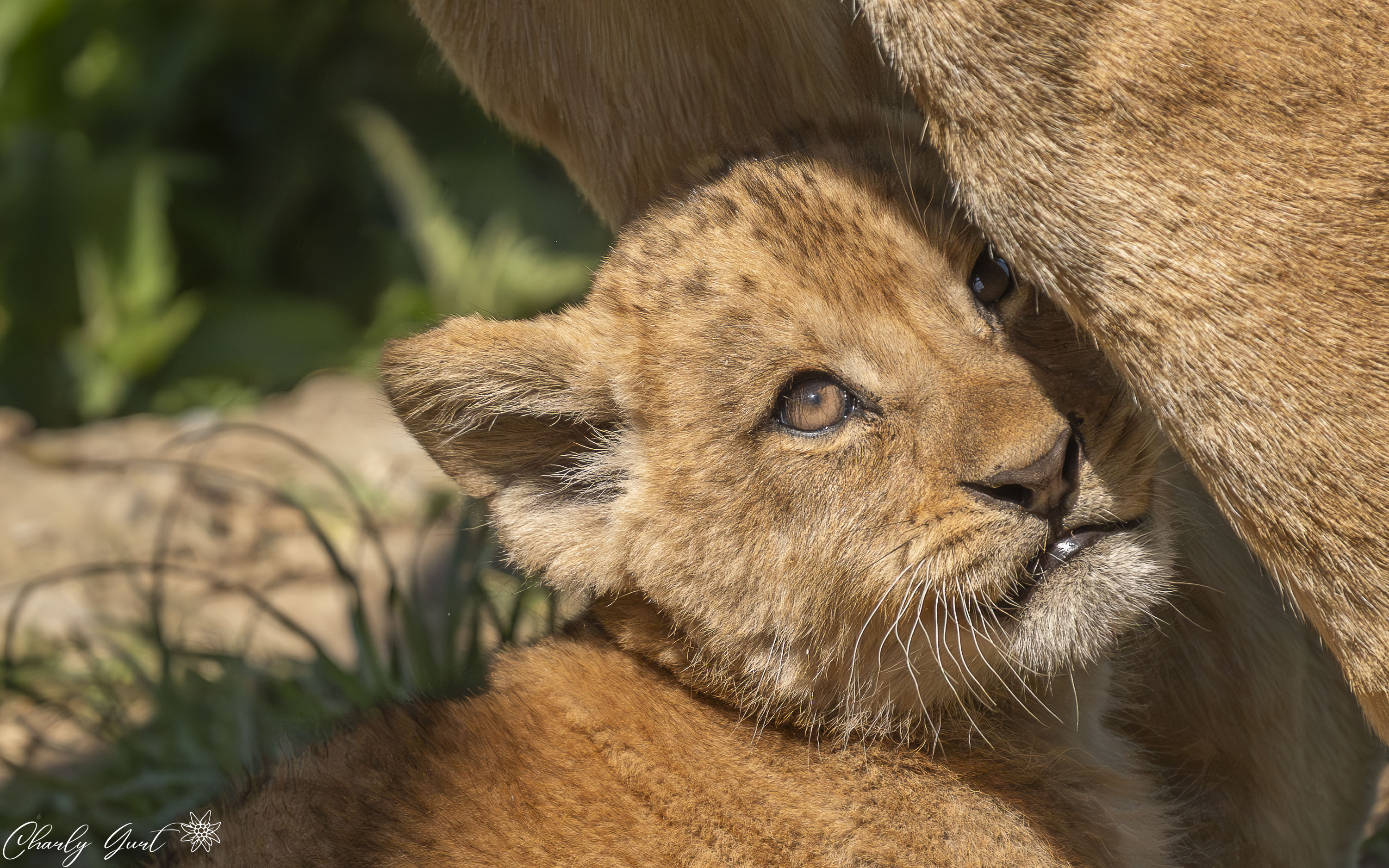 Schutz bei der Mutter