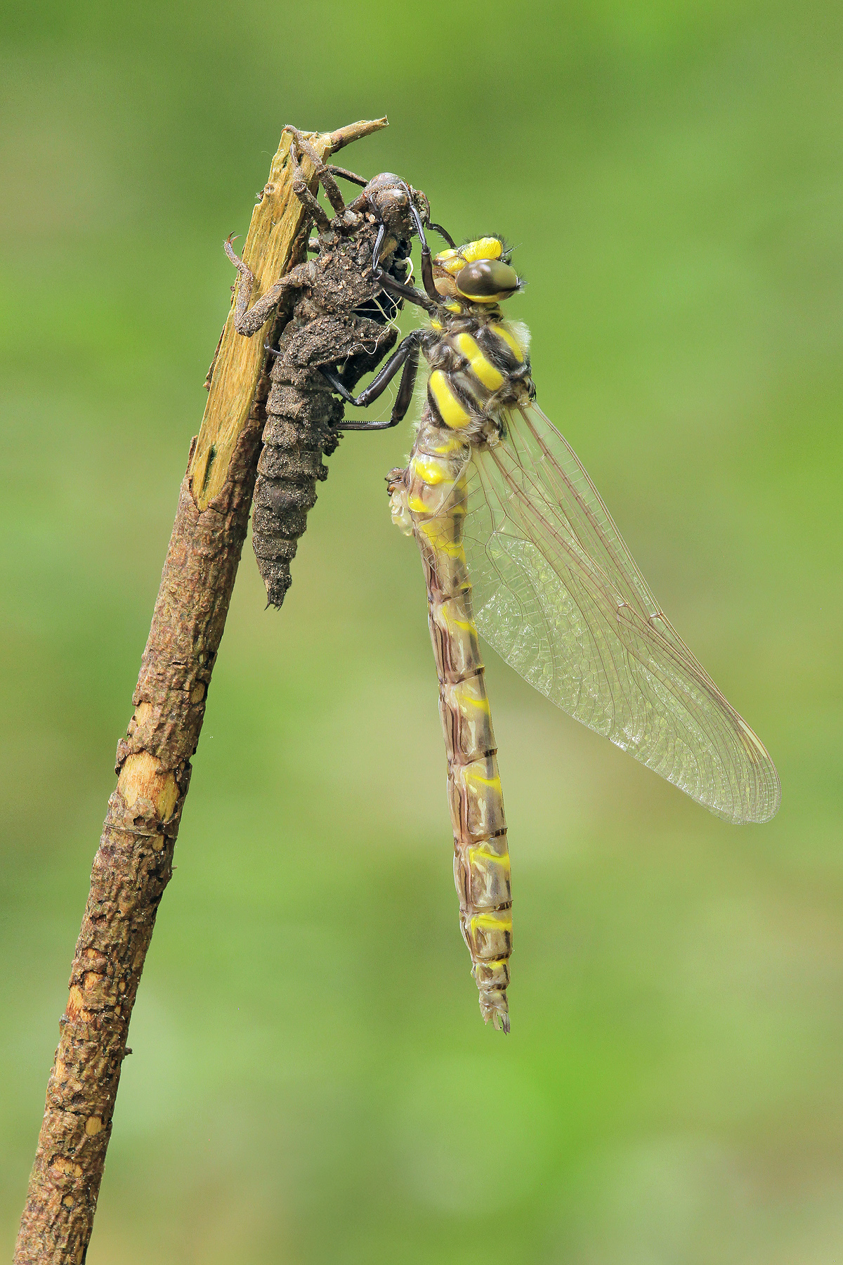 Frisch geschlüpfte Gestreifte Quelljungfer