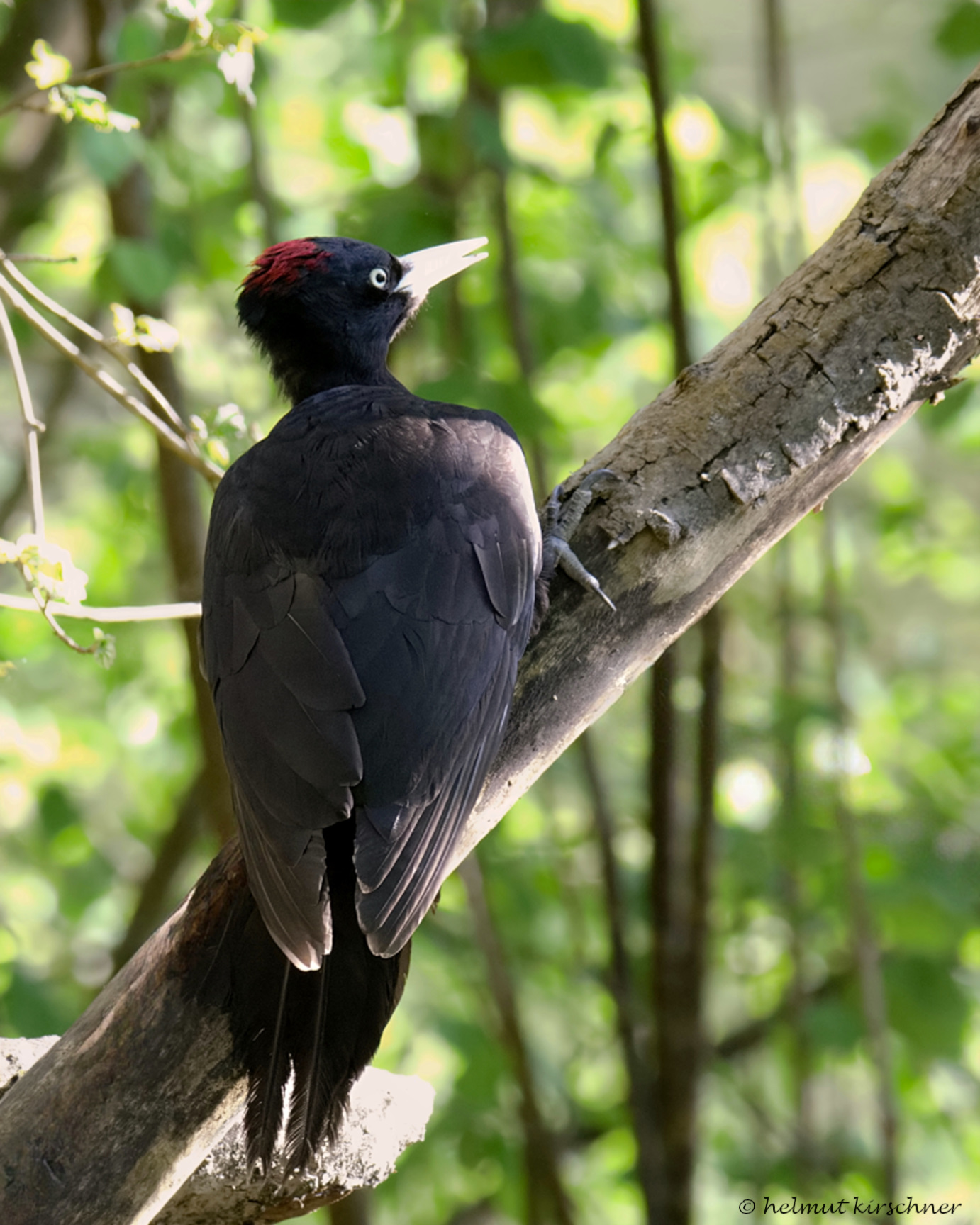 Schwarzspecht im Wald
