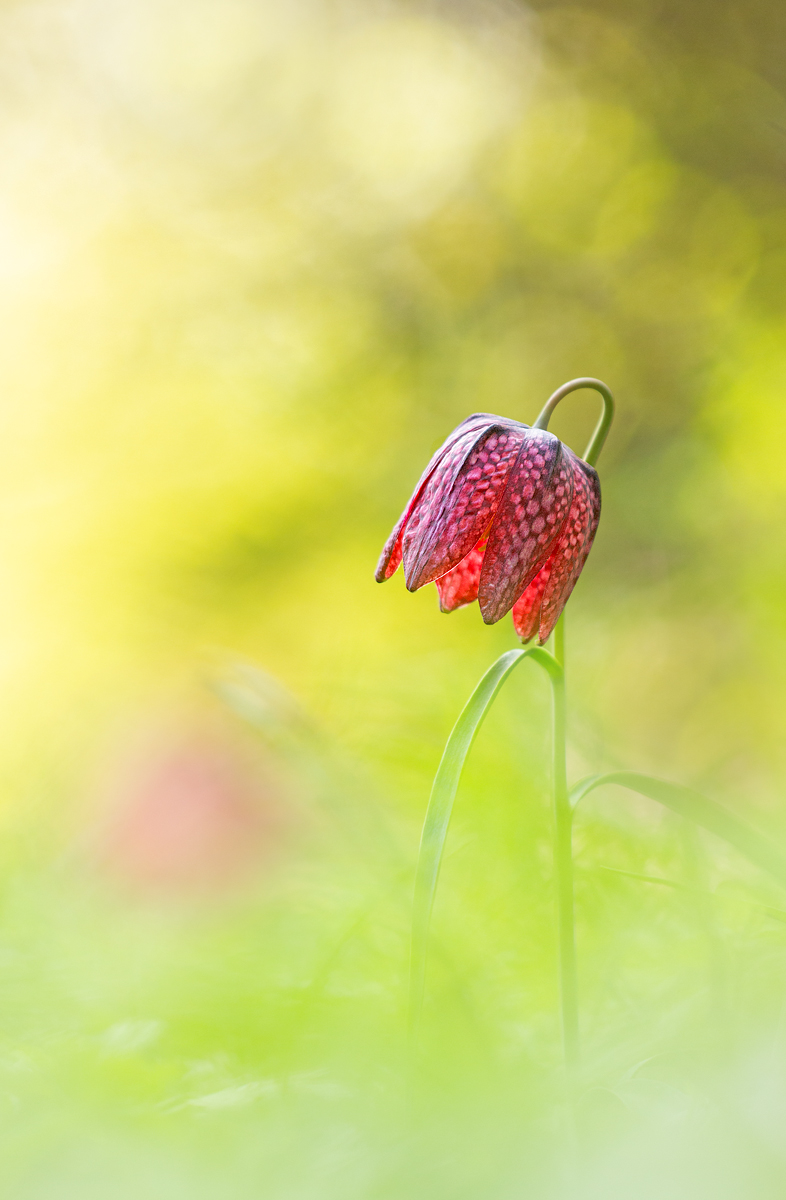 Schachbrettblümchen