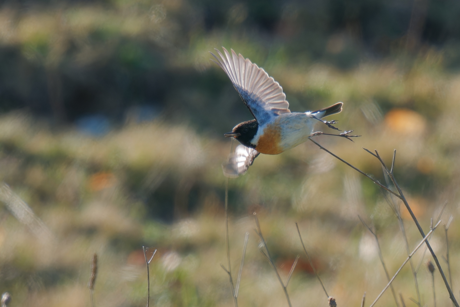 startendes Schwarzkehlchen