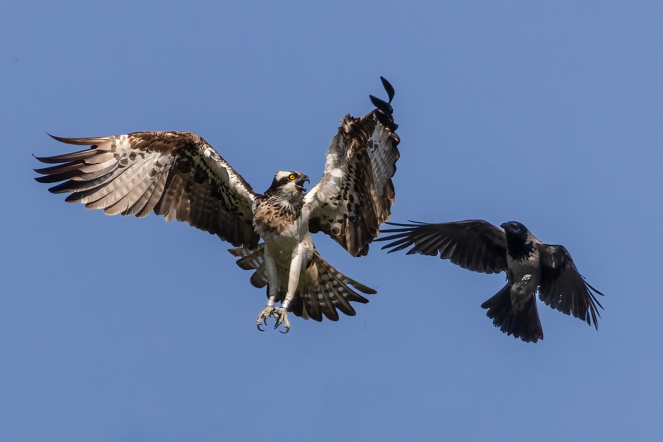 ... zänkische Krähen ...
