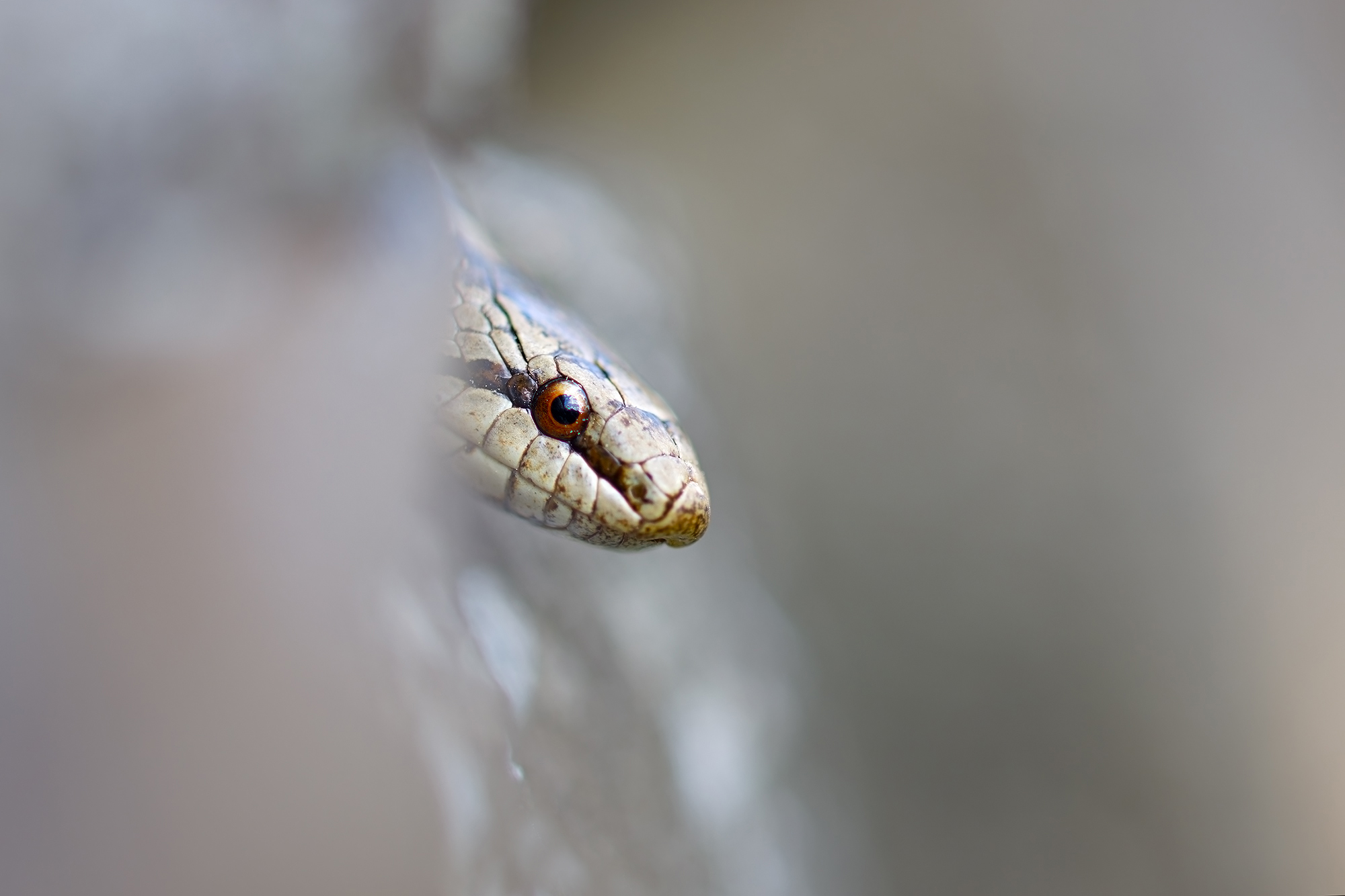 Versteckspiel