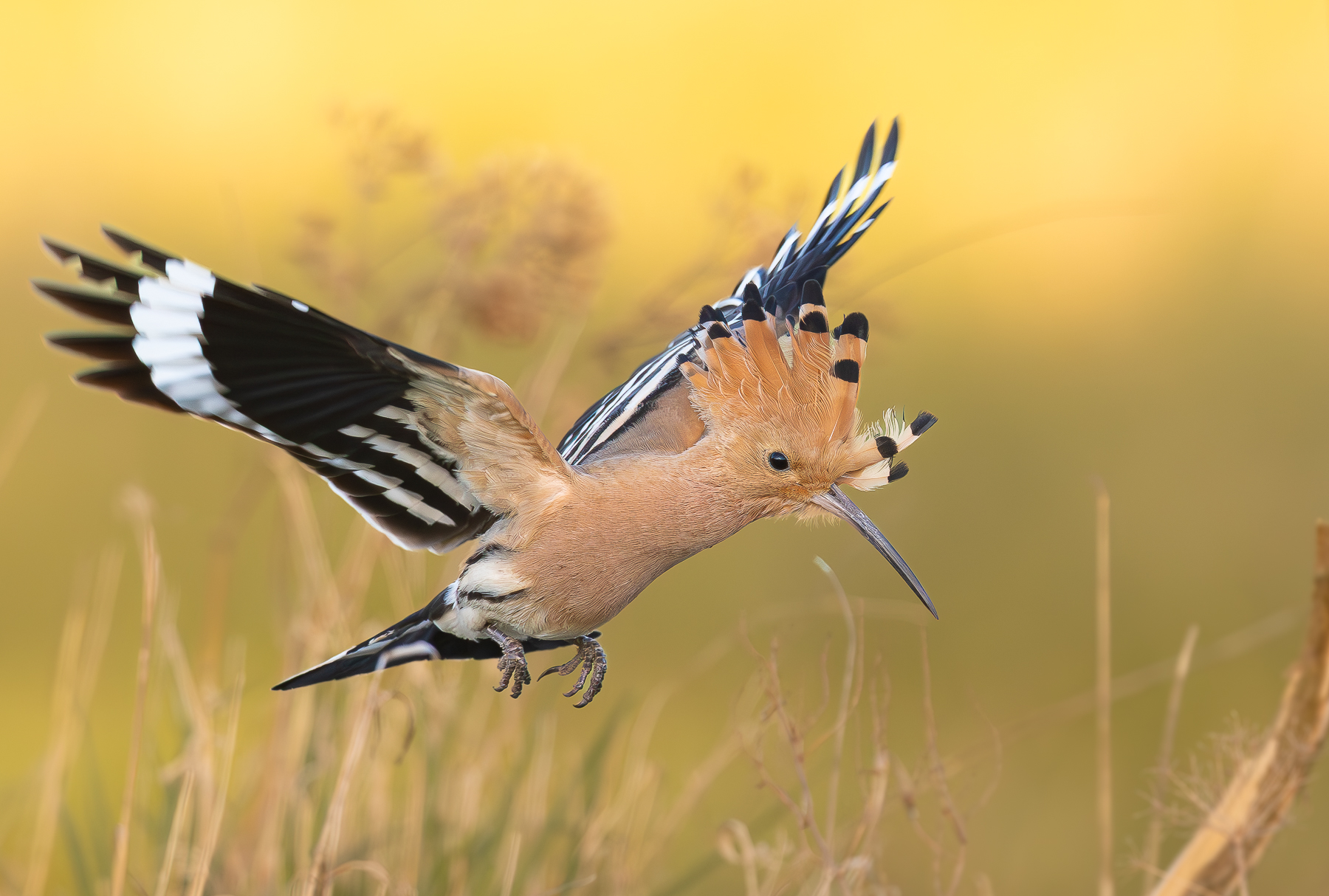 Nun sind die ersten Wiedehopfe in Ostbrandenburg