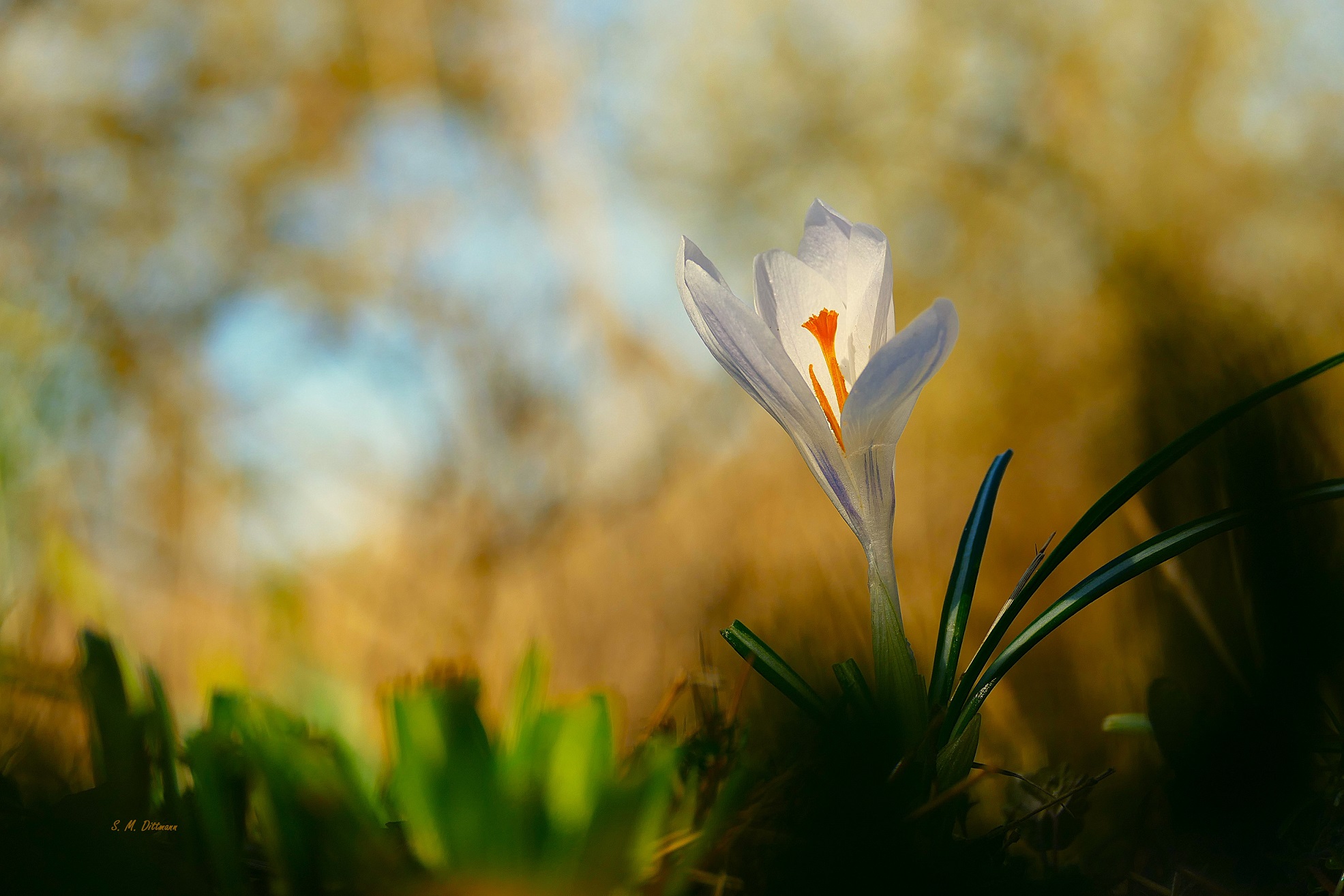 Schon längst verblüht