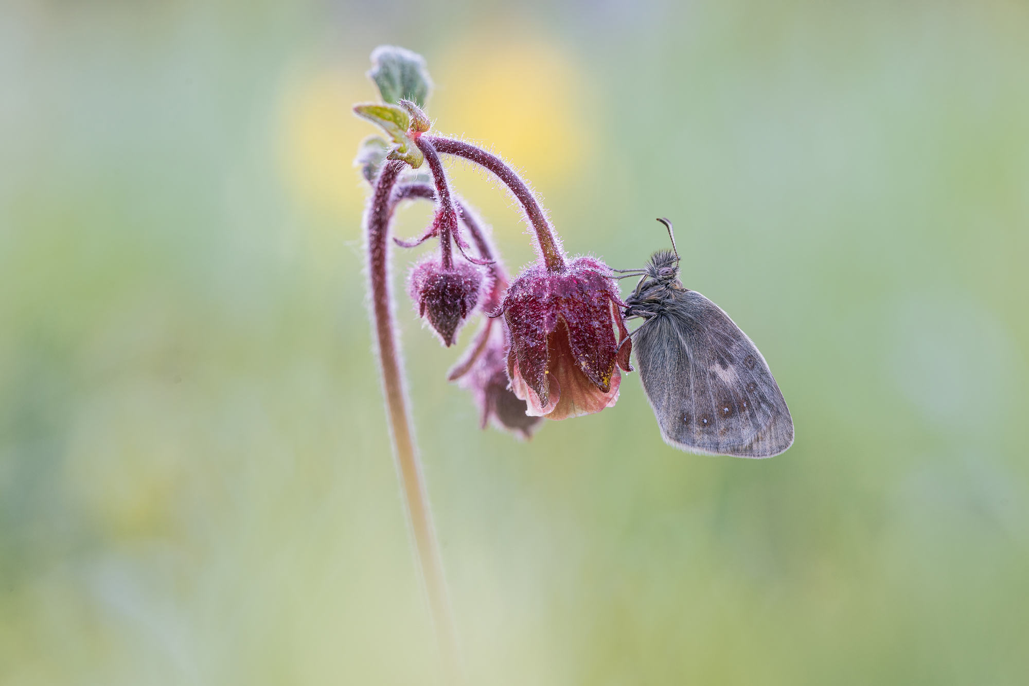 Morgens an der Feuchtwiese