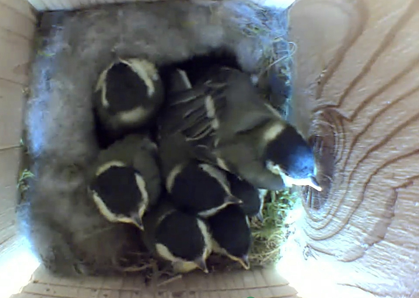 ... sieben Flauschbällchen ...