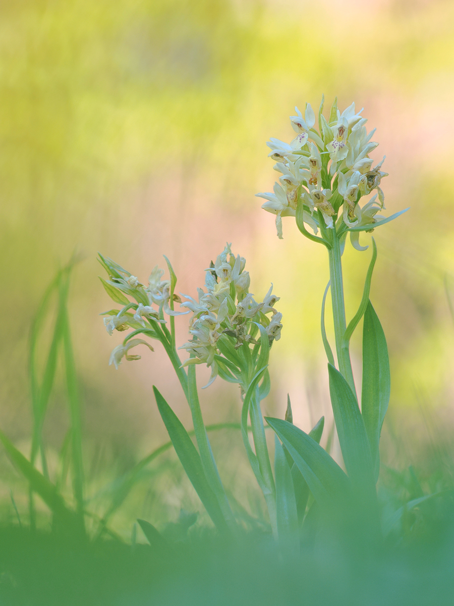Mein jährliches Bild des gelben Holunder Knabenkrauts