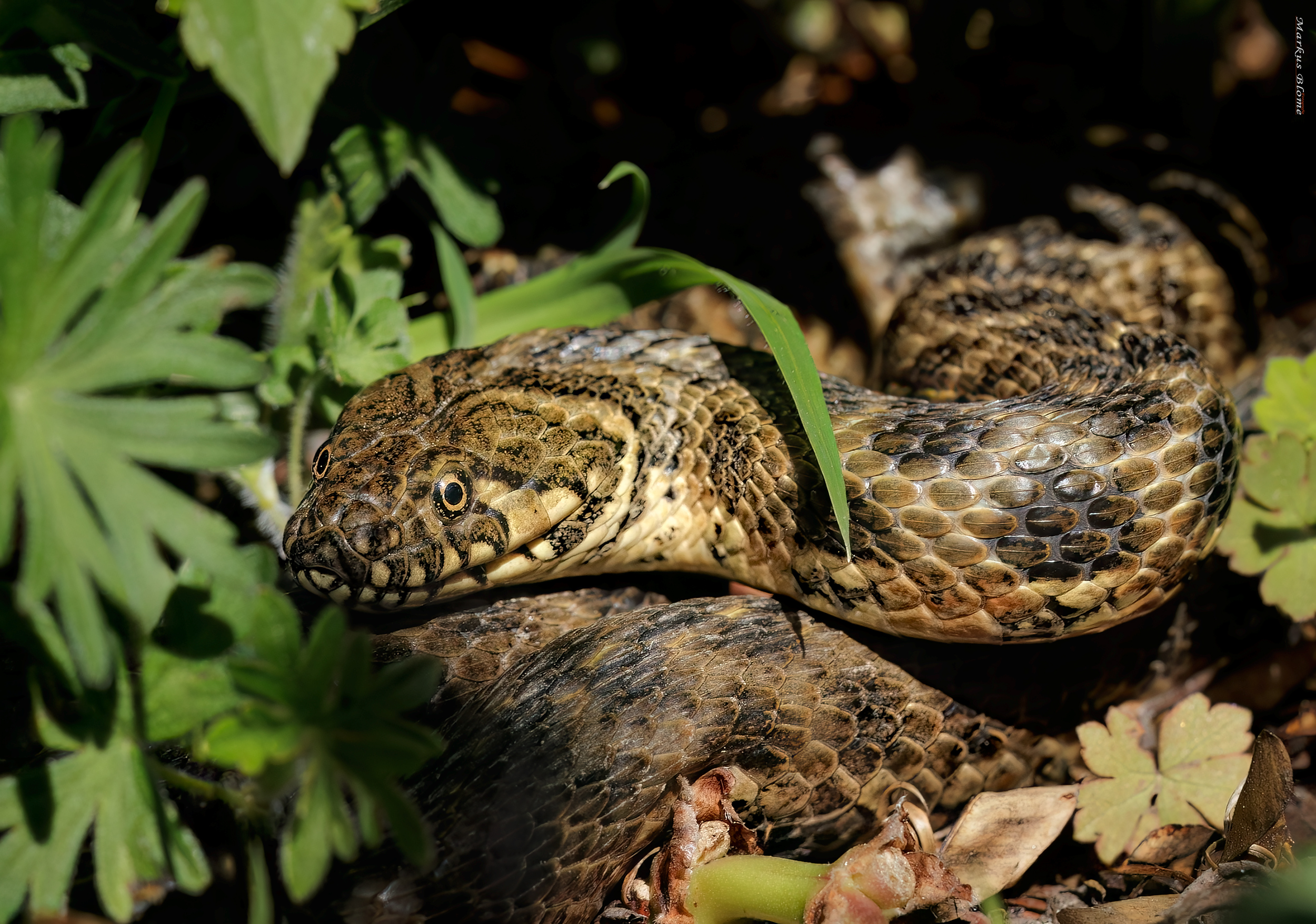 Vipernatter ( natrix maura )