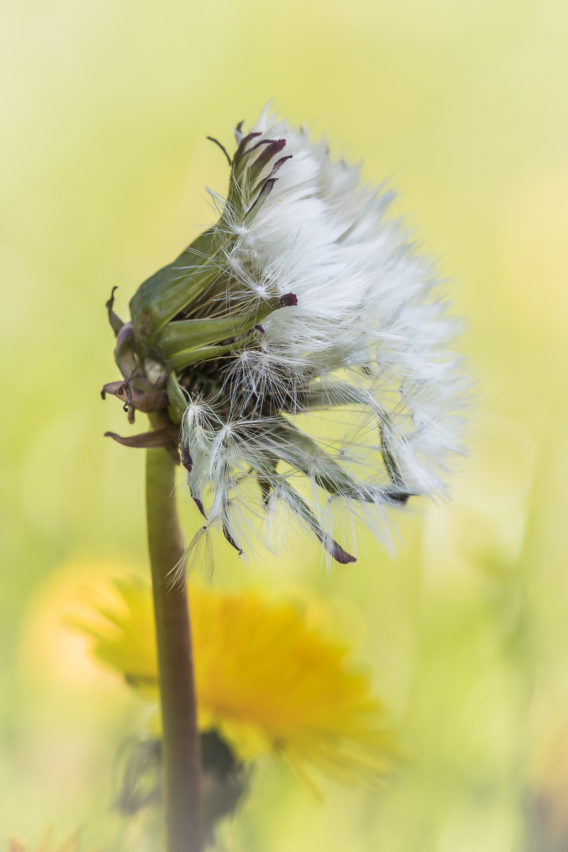 2 Stadien des Löwenzahns