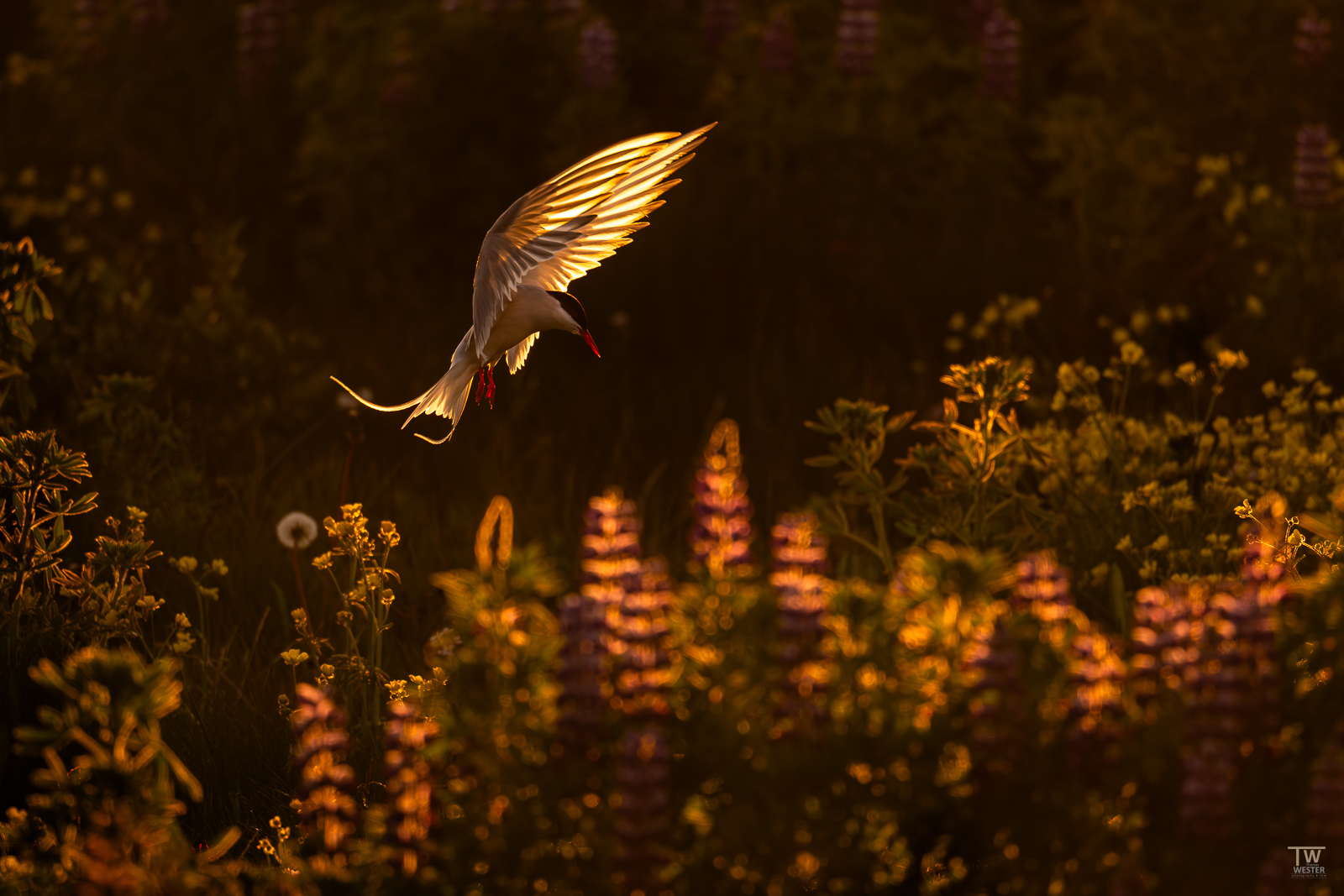 Isländische Nacht...