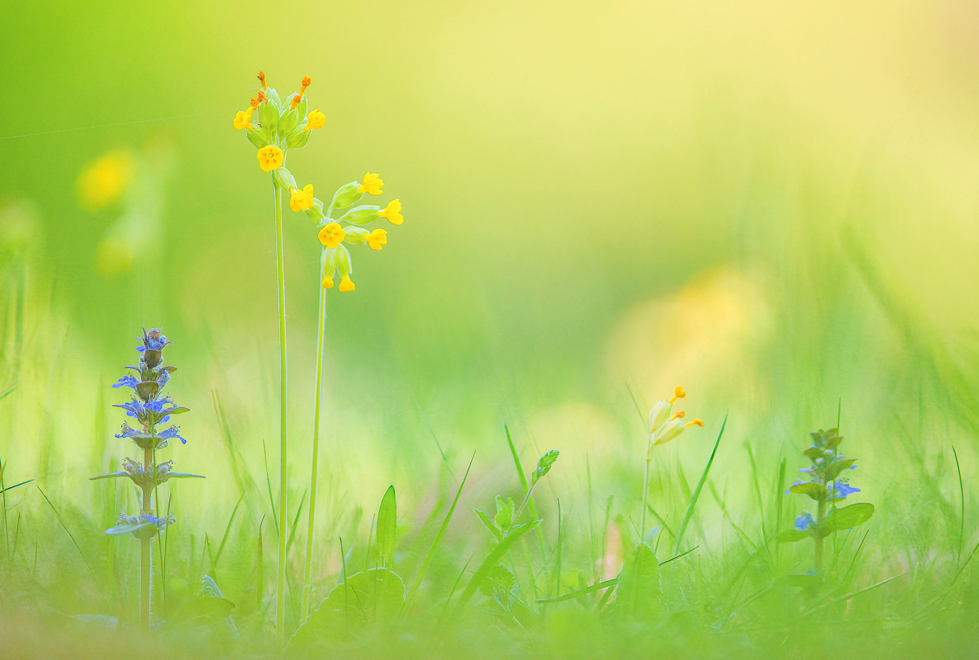 Schlüsselblume II