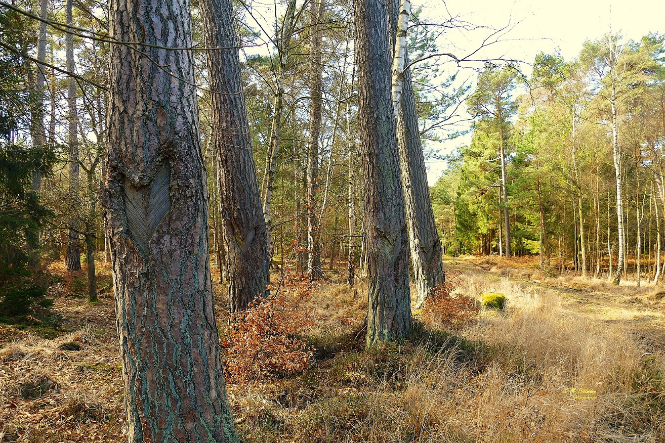 Alte Narben