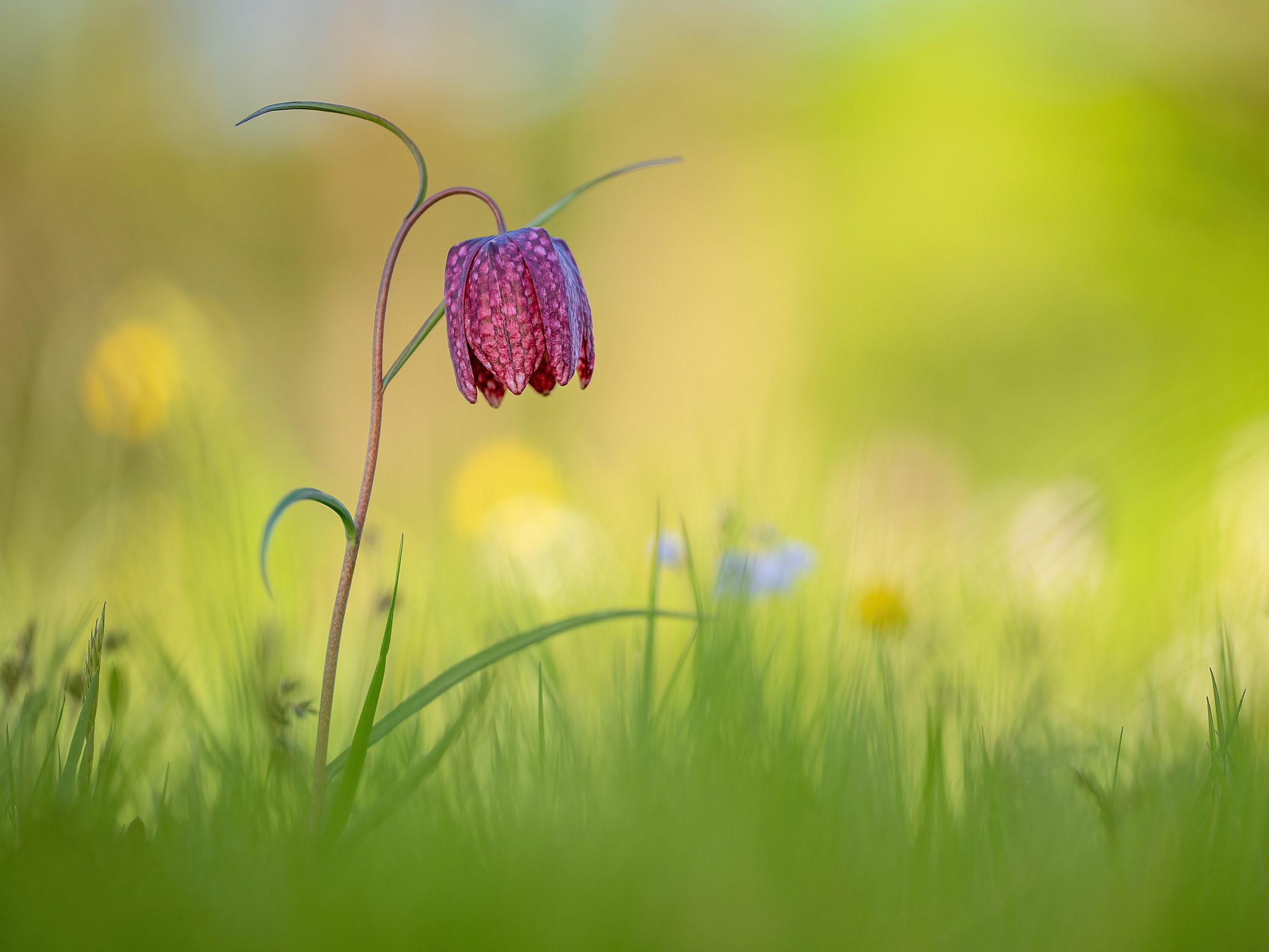 Königin der Wiesenblumen