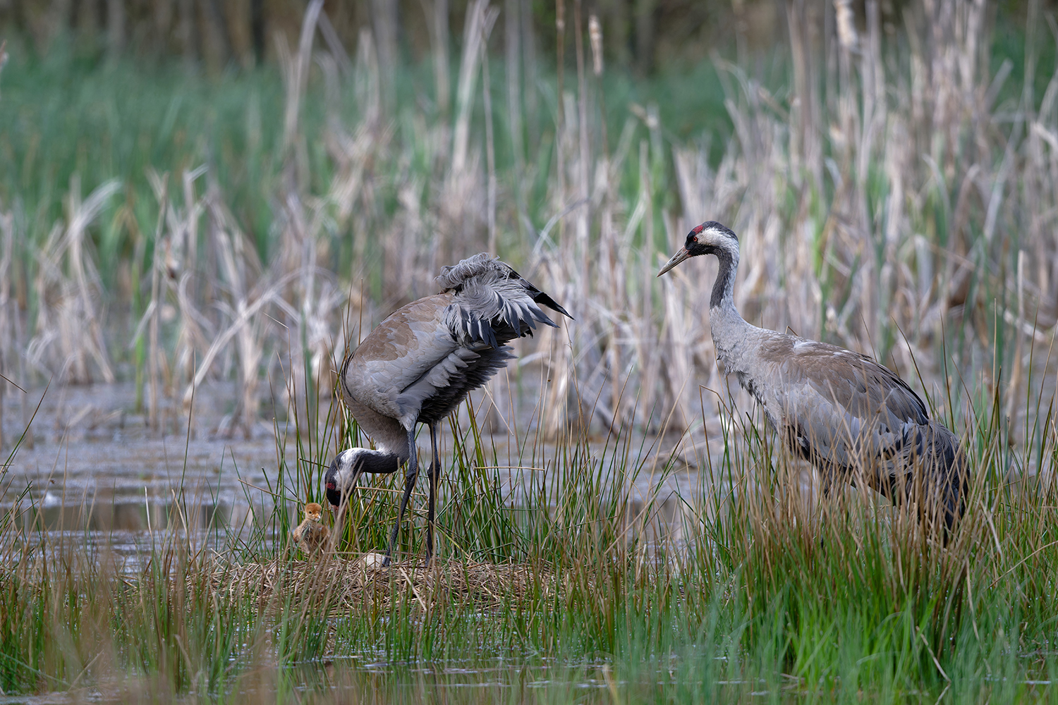 Die nächste Generation