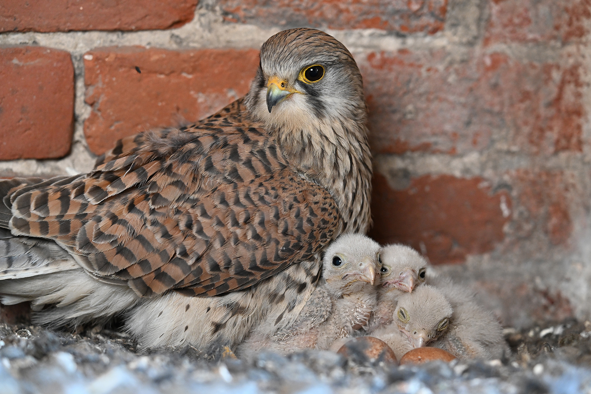 Der Falkennachwuchs ist wohlauf