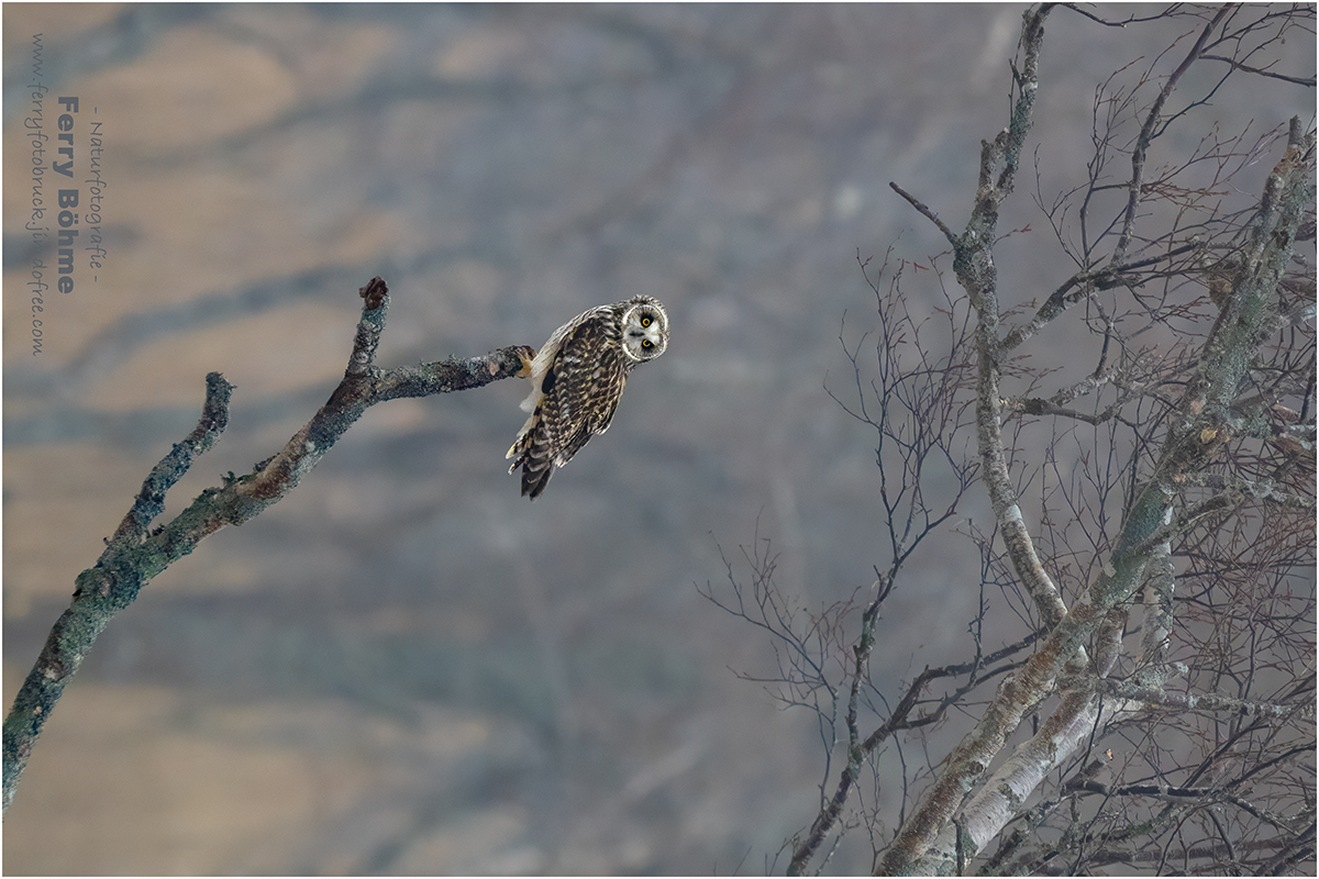 Im Banne des Blickes ...