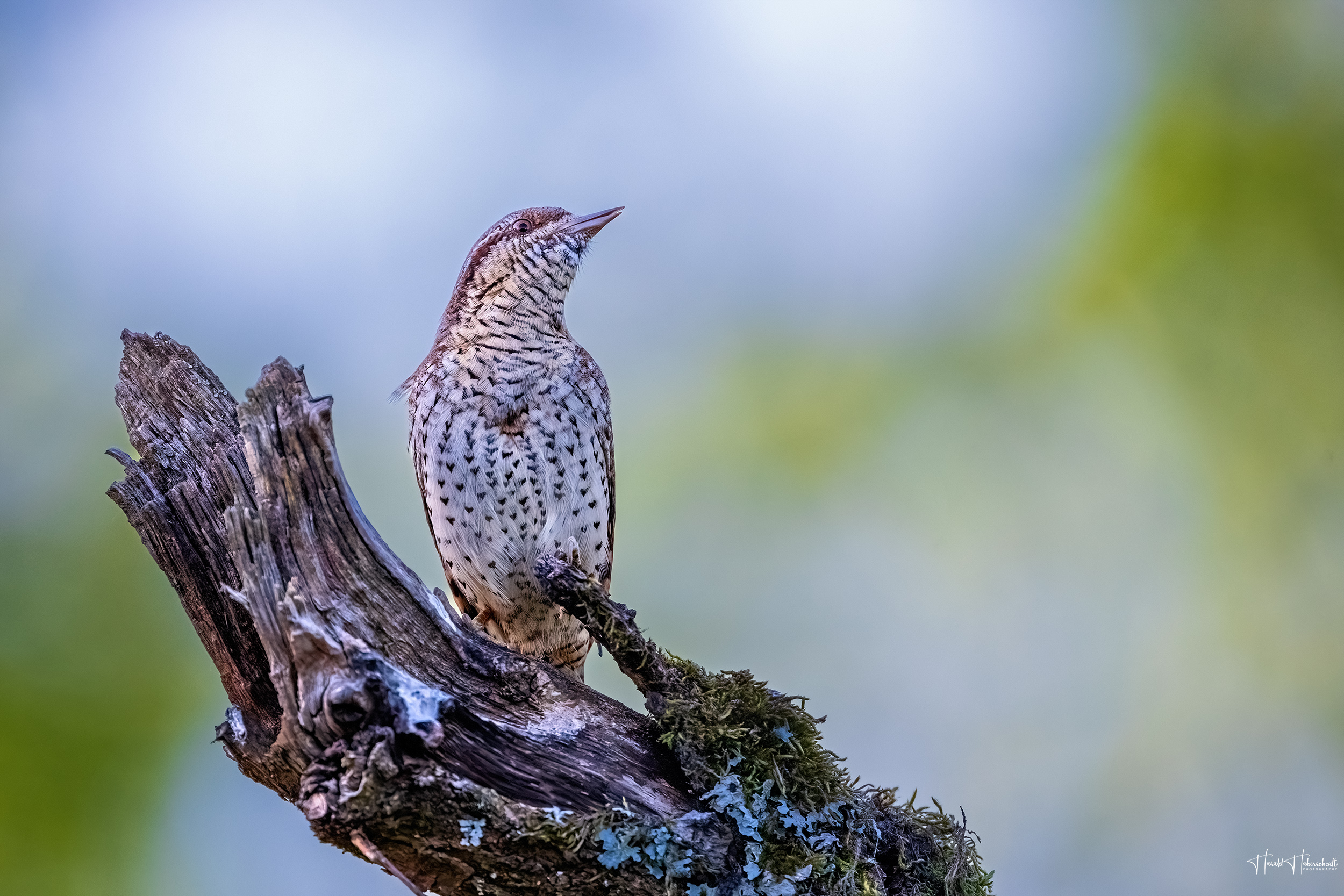 Wendehals im ersten Licht