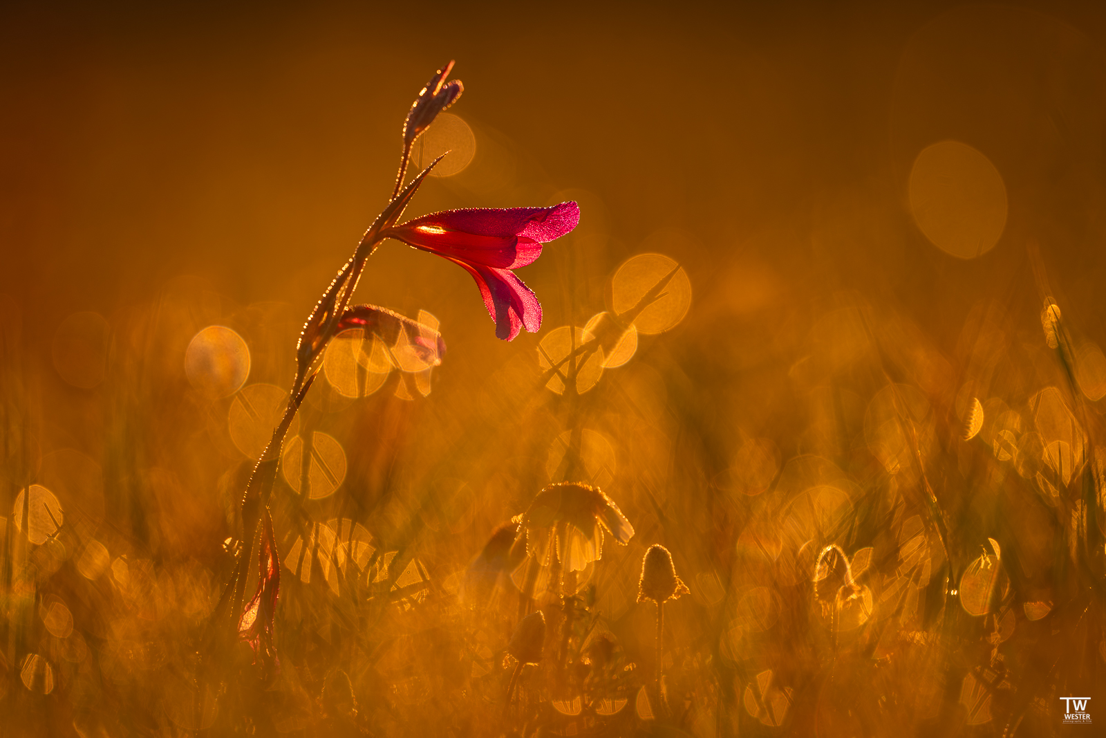 Einzelne Gladiole