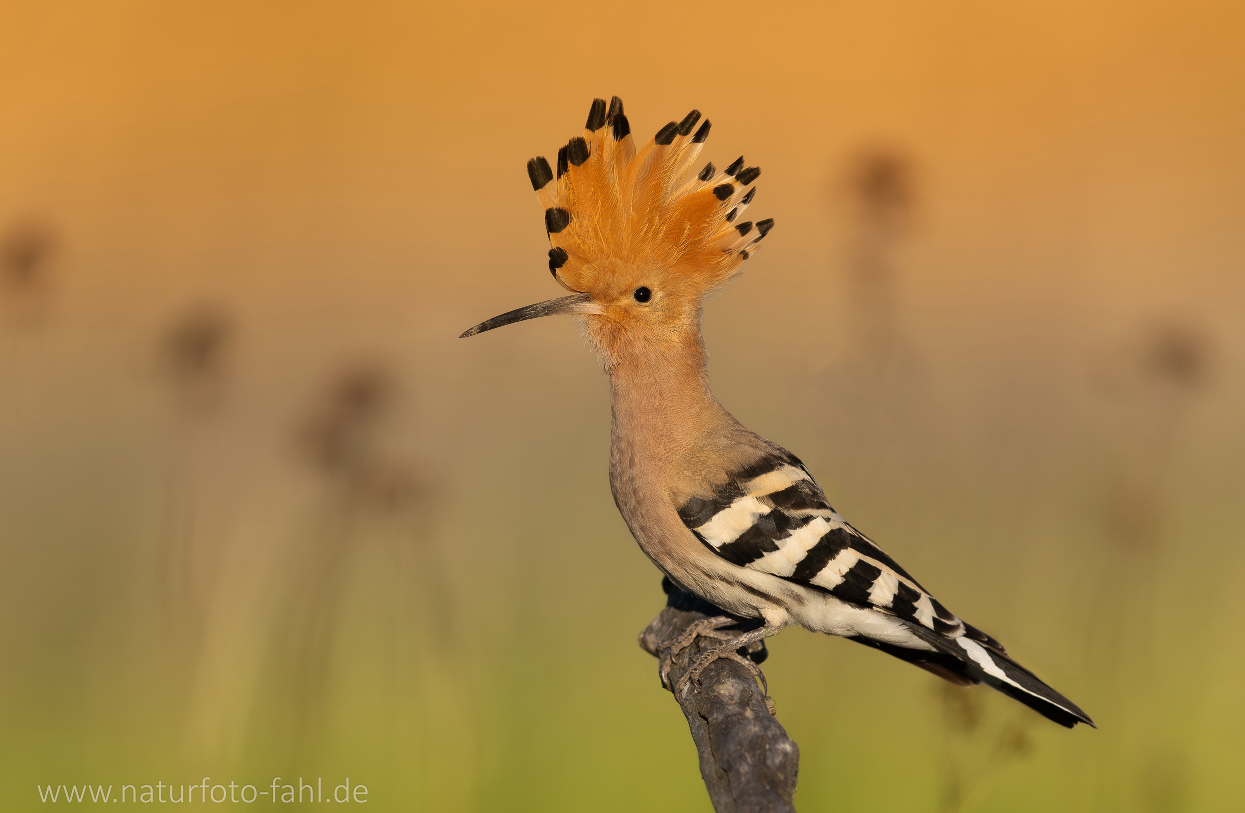 abendlicher Besuch bei meinem Freund...
