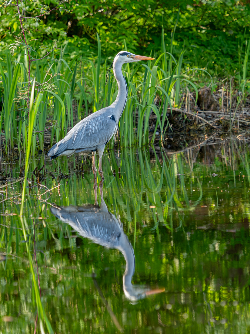 Graureiher mit Spiegelung