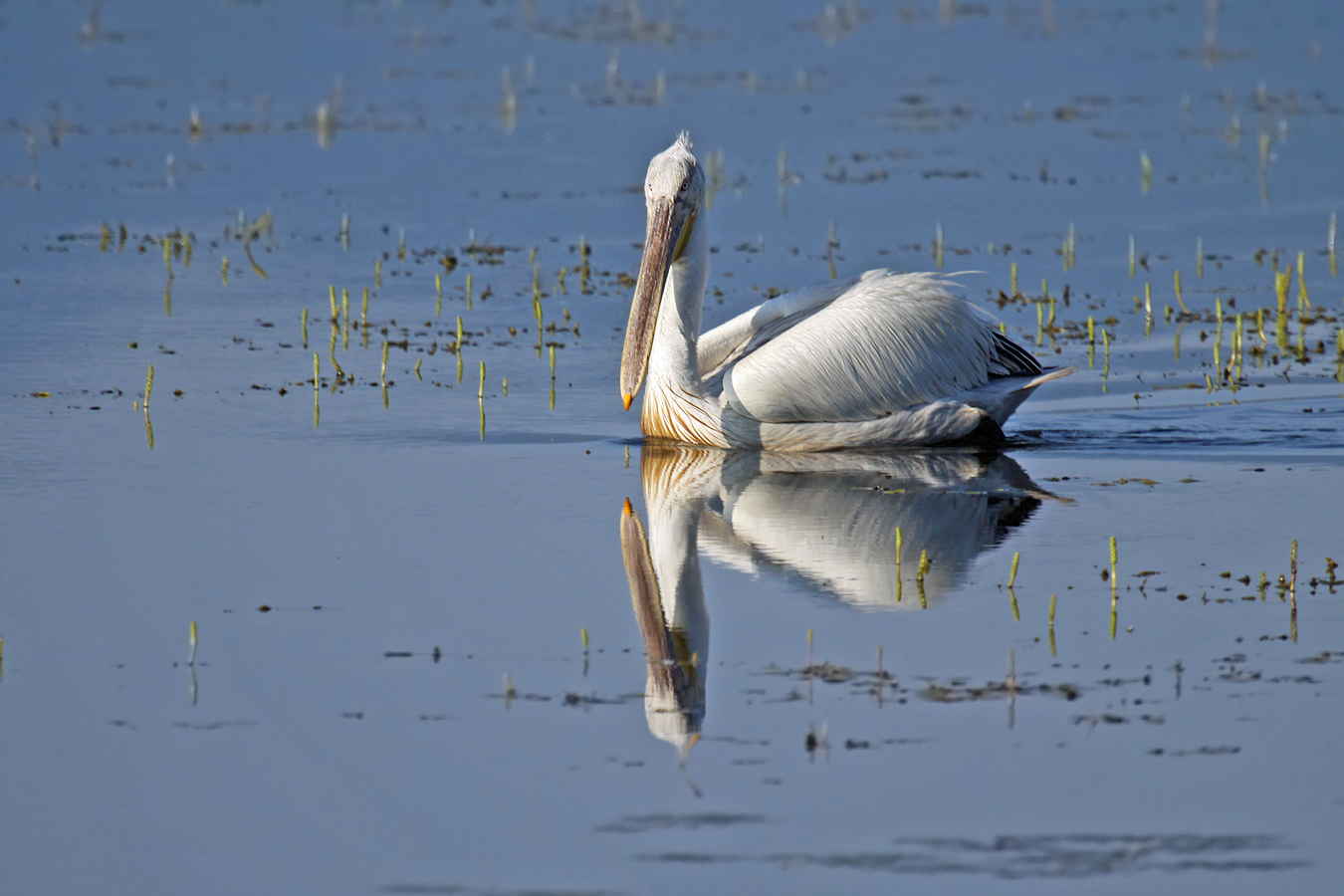 Krauskopfpelikan mit leichter Spiegelung