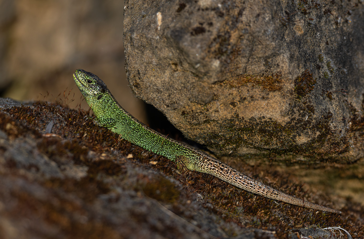 Zauneidechsenmännchen im Hochzeitskleid