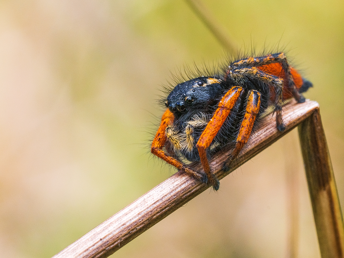 Goldaugen-Springspinne (Philaeus chrysops)