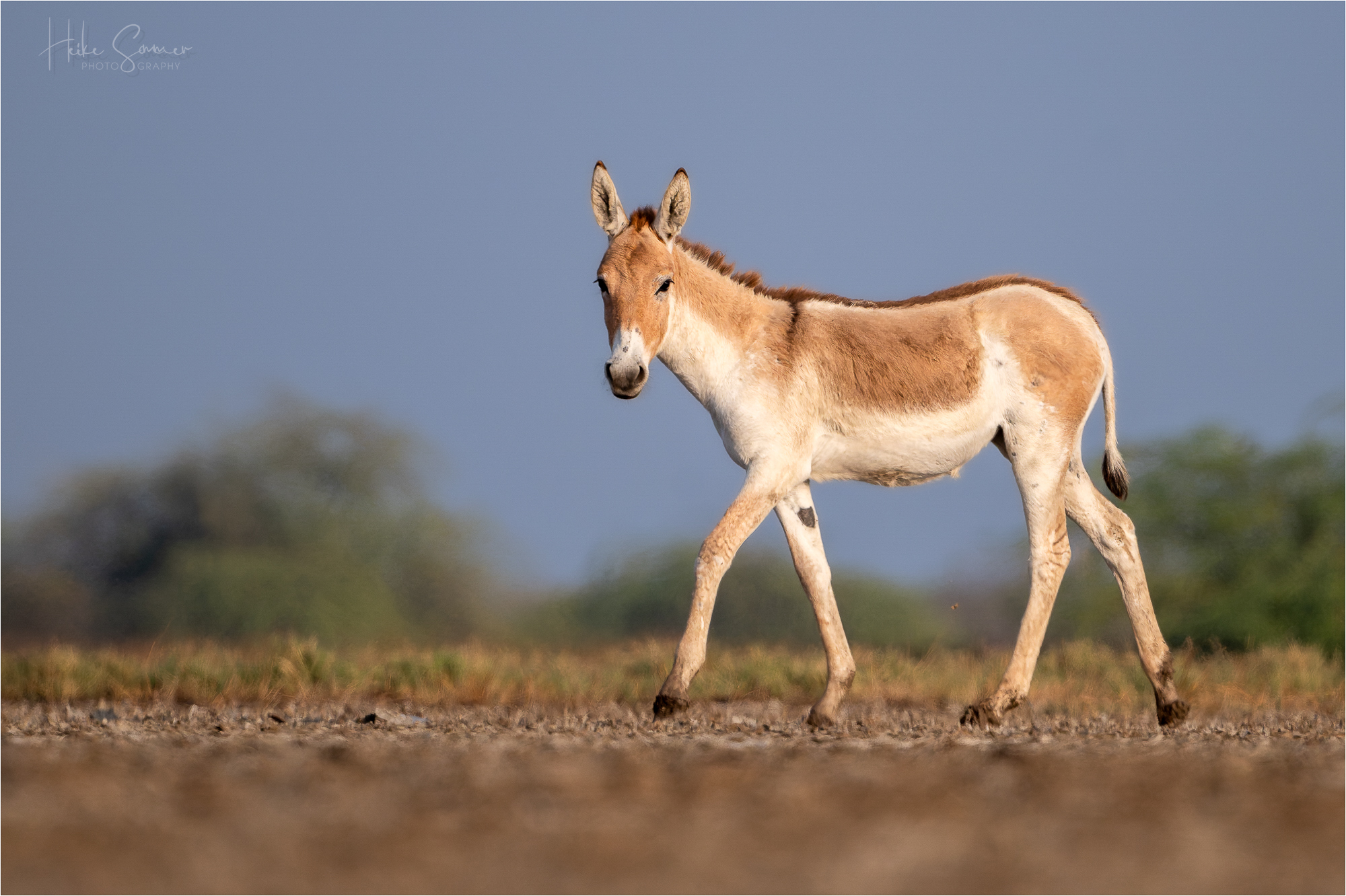 Indischer Wildesel - die letzten ihrer Art