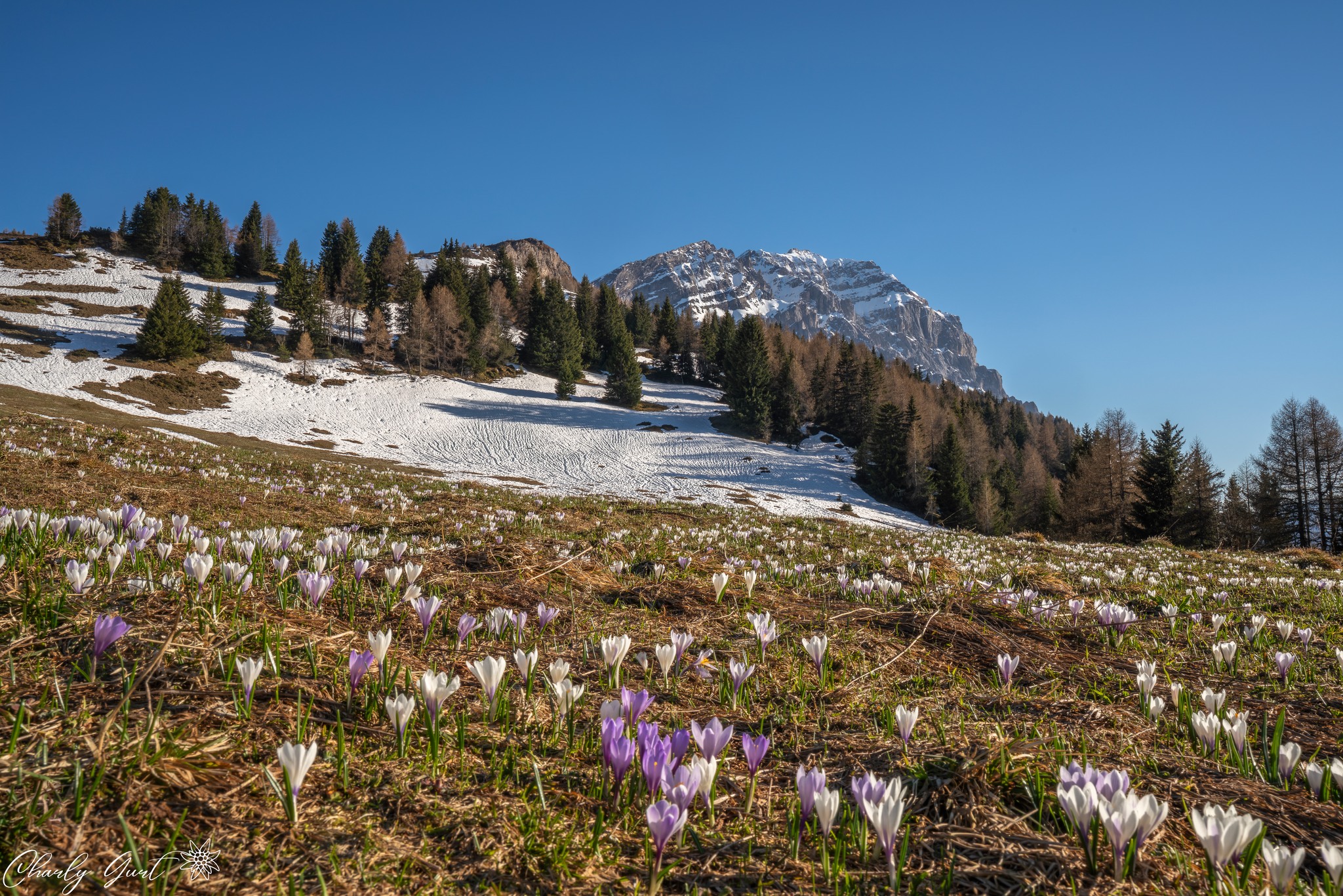 Bergfrühling