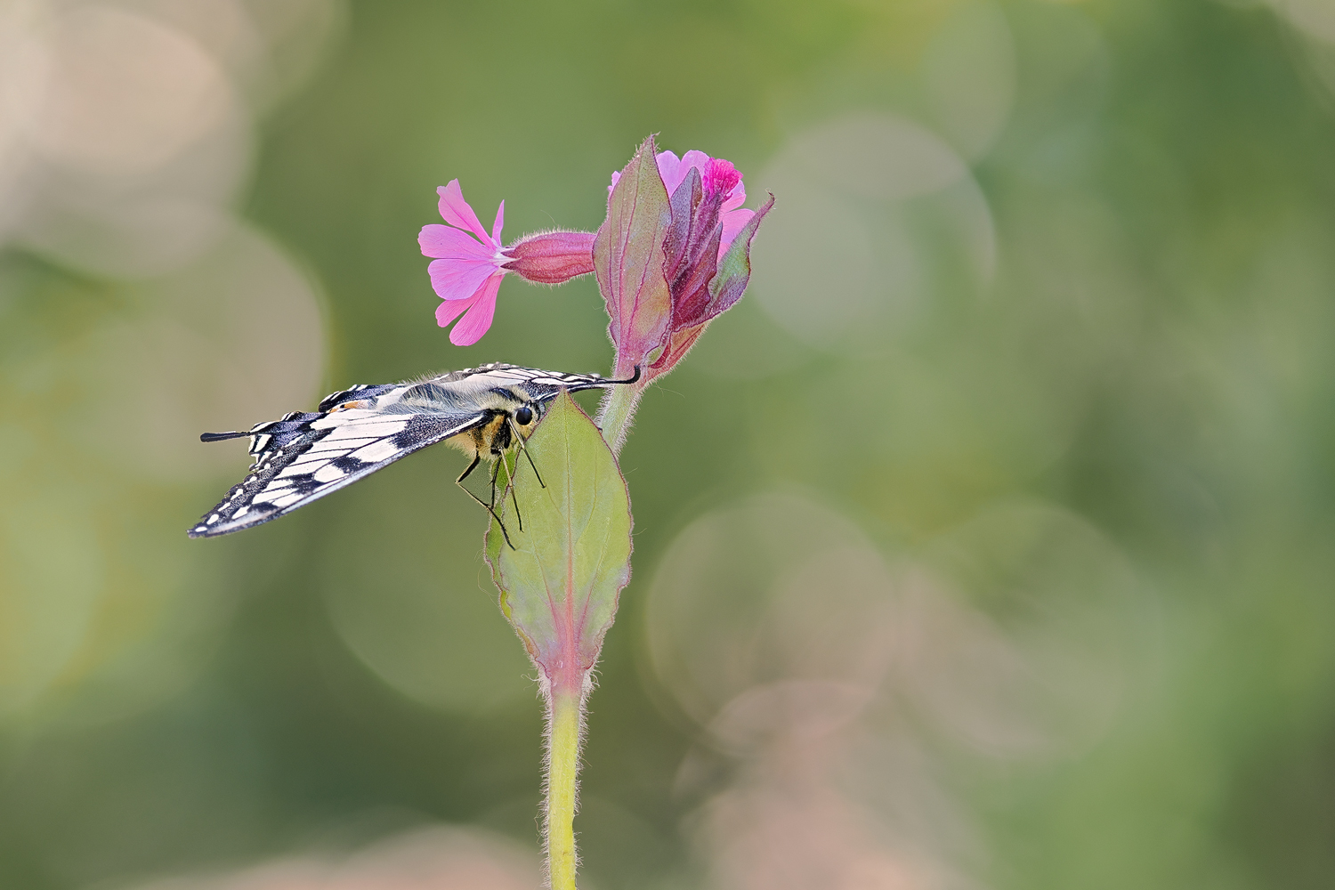 Der erste Schwalbenschwanz in diesem Jahr in meinem Garten